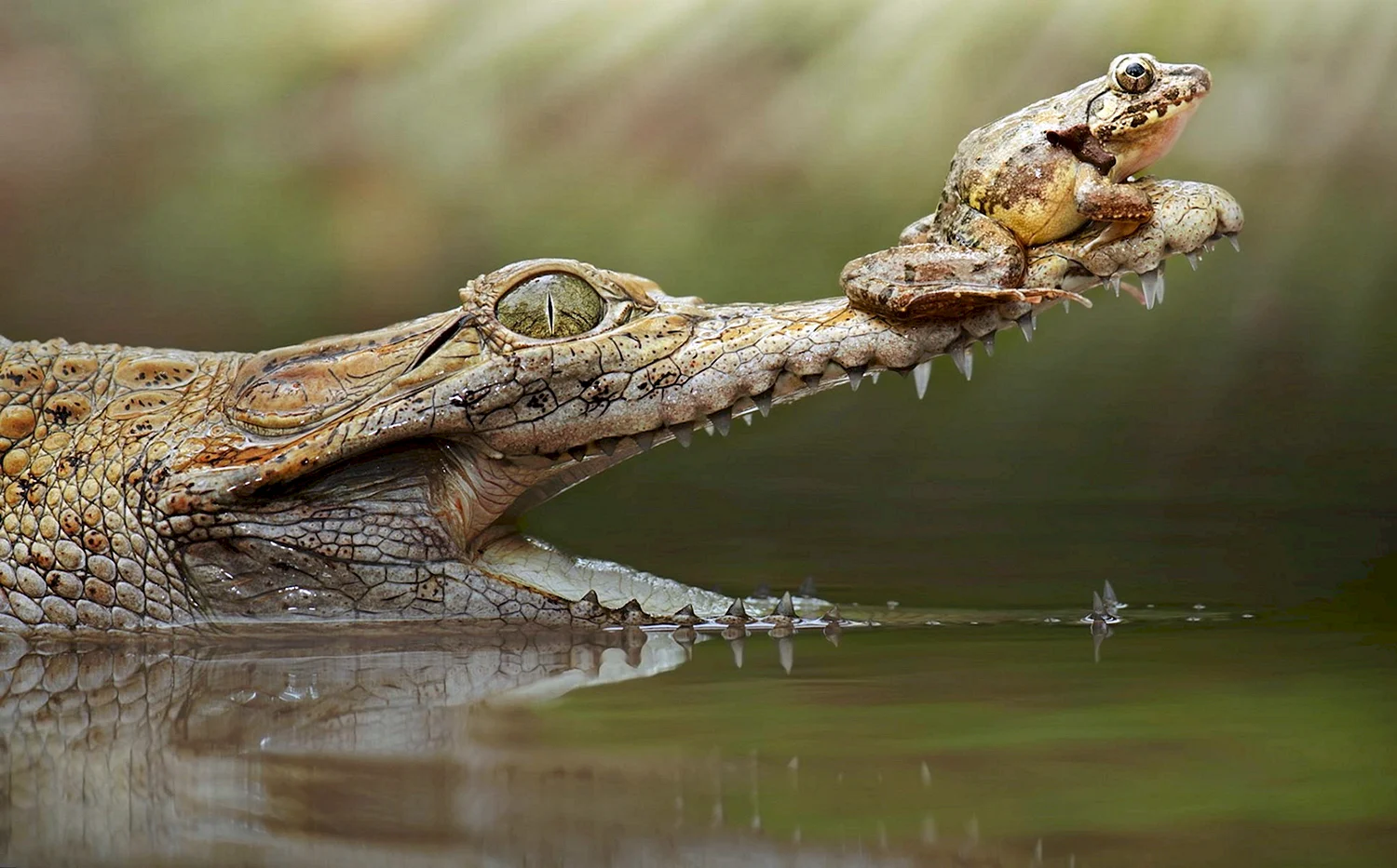 Лягушка крокодил жаба пресмыкающиеся