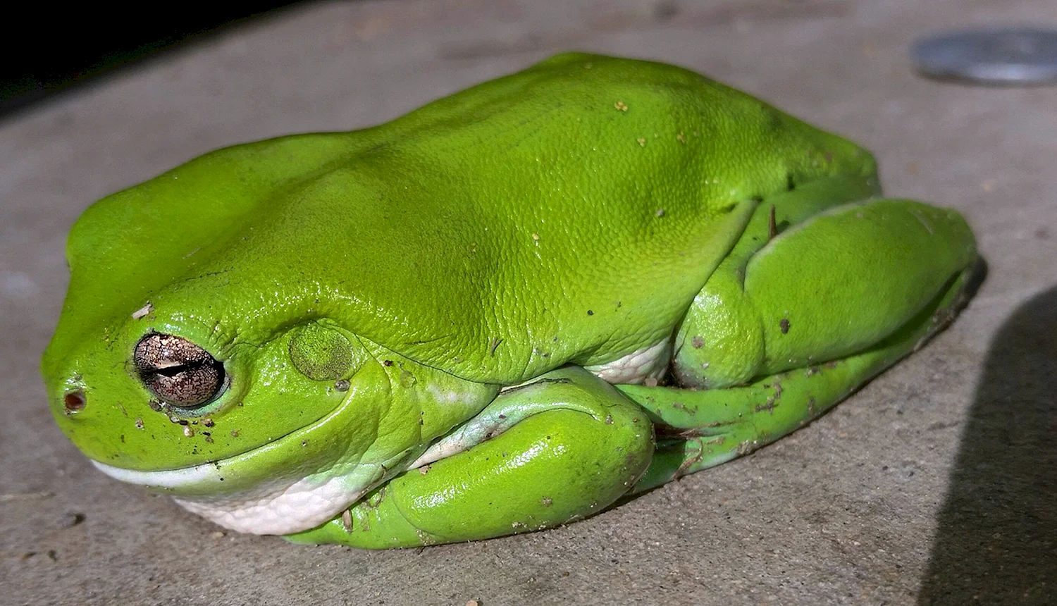 Лягушка квакша зеленая
