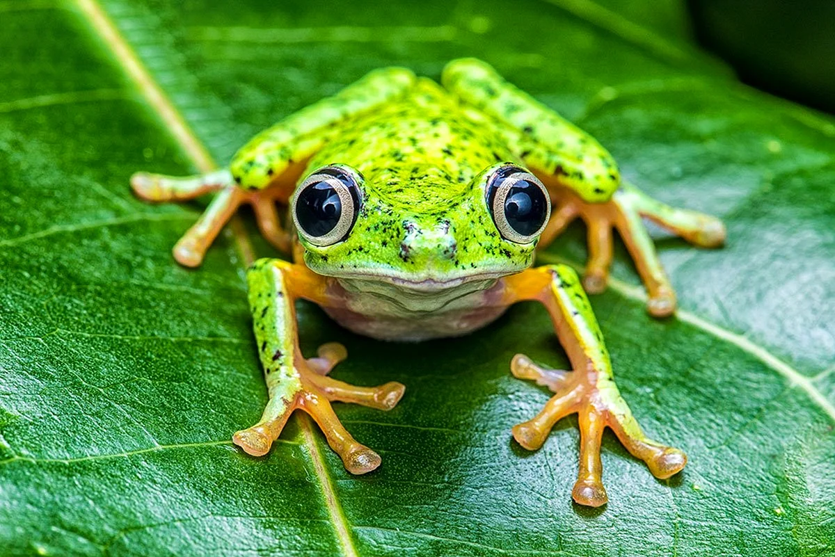 Лягушка квакша зеленая Эстетика