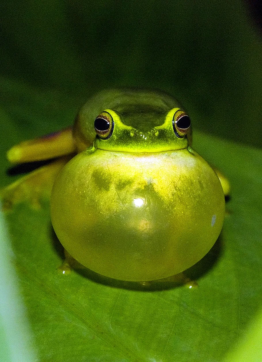 Лягушка квакша зеленая Эстетика