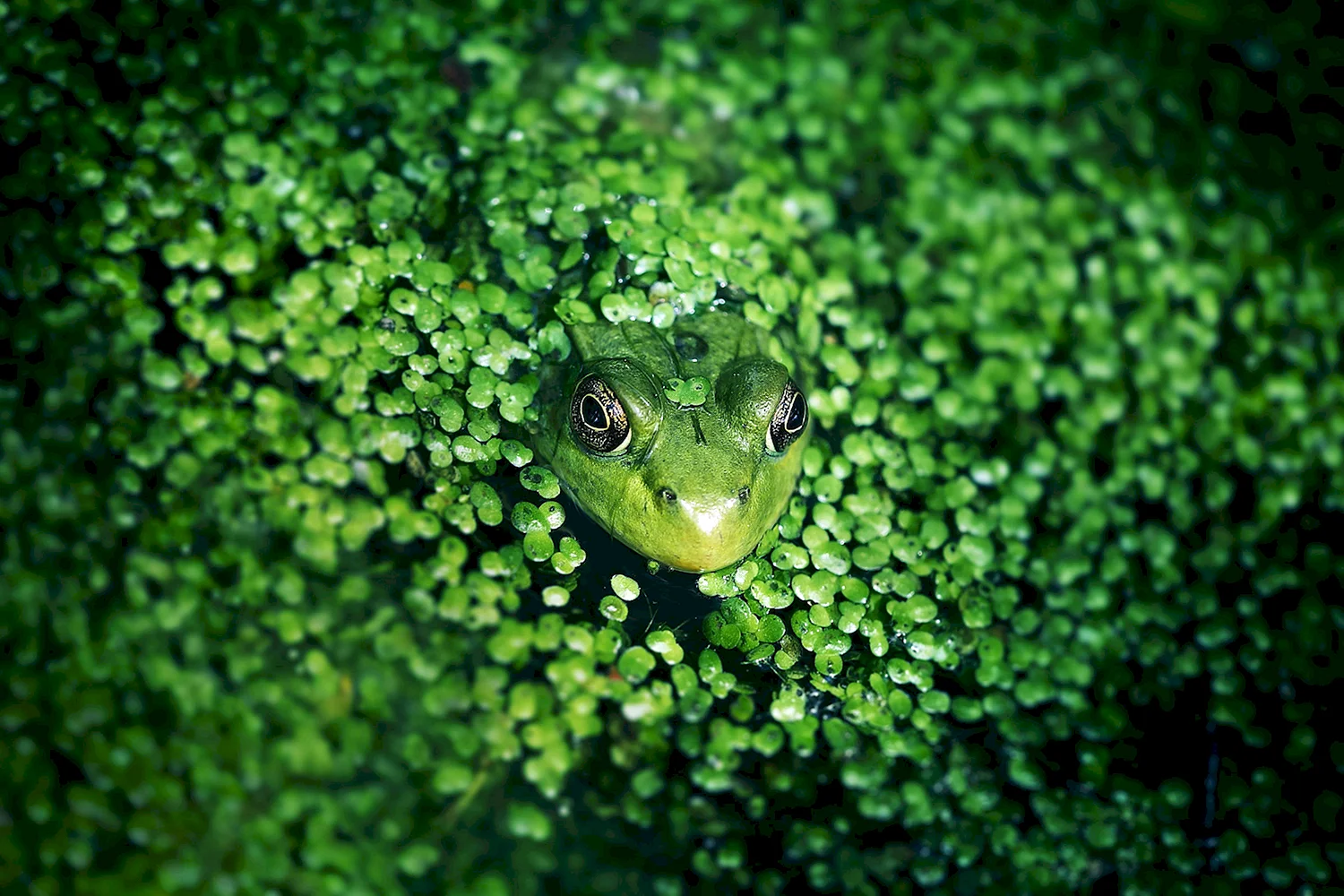 Лягушка зеленая суповая