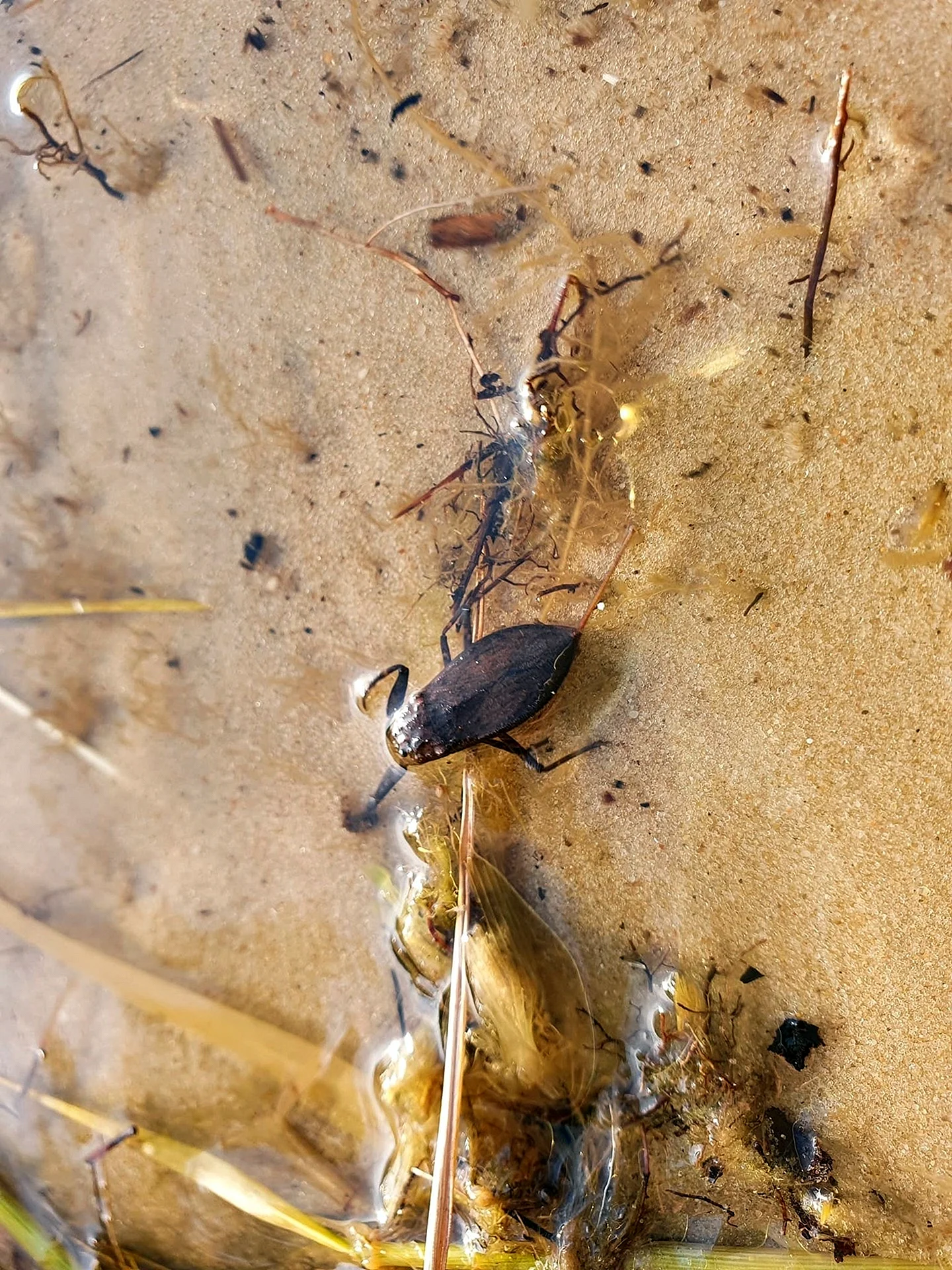 Личинка водяного скорпиона