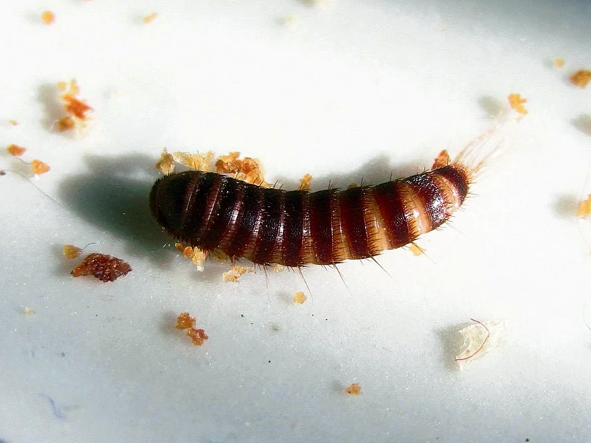 Личинка жука кожееда