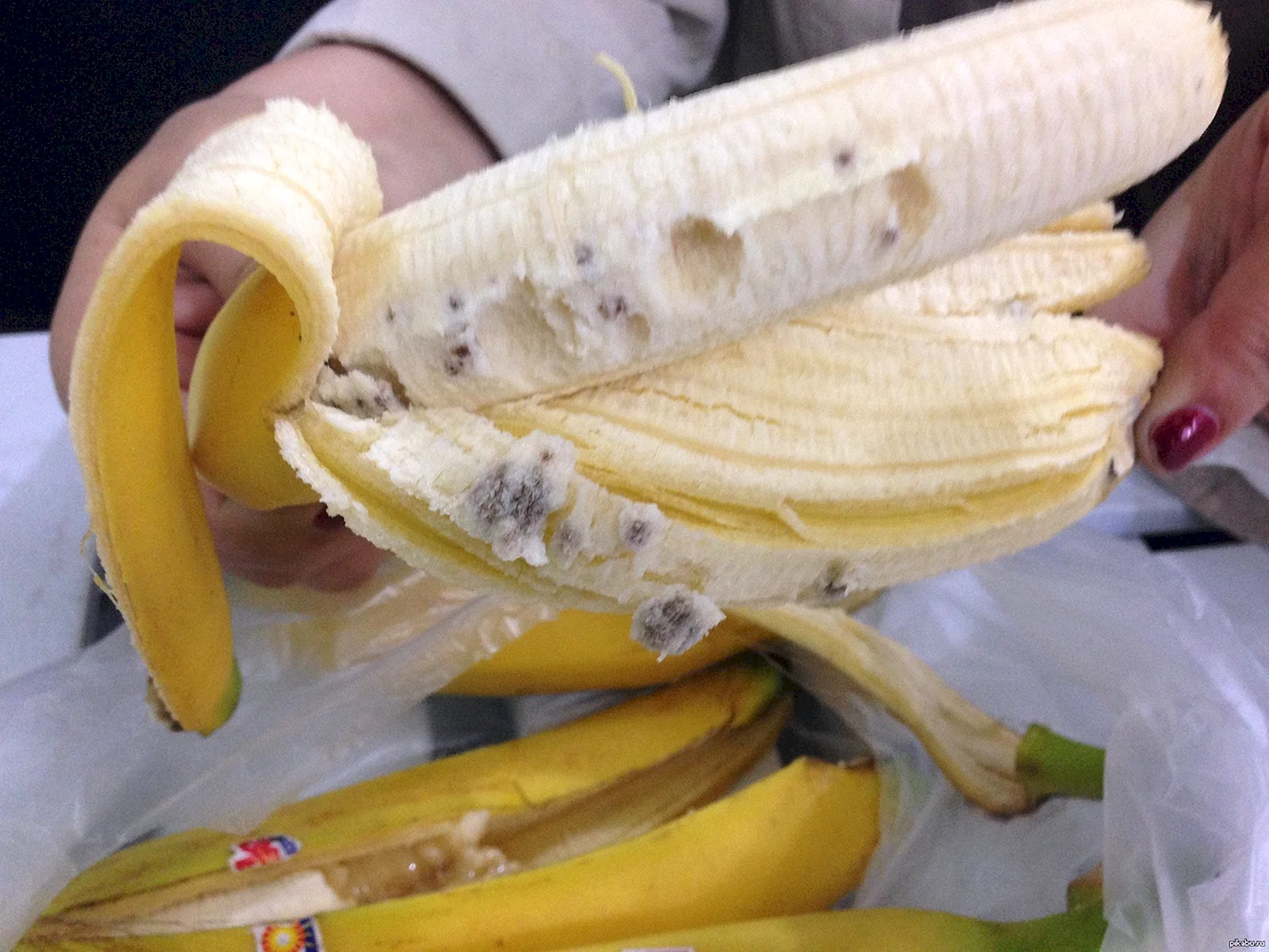 Личинки бананового паука