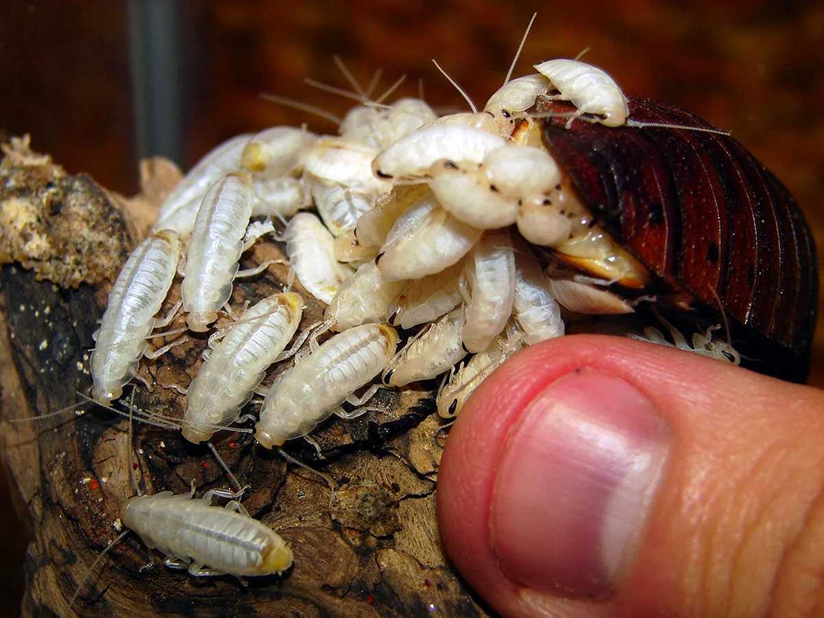 Личинки мадагаскарских тараканов