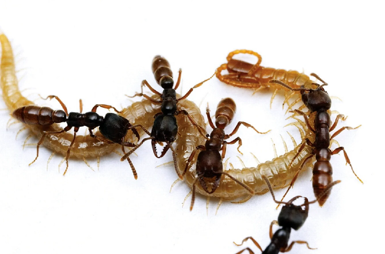 Личинки муравья ЛИСТОРЕЗА
