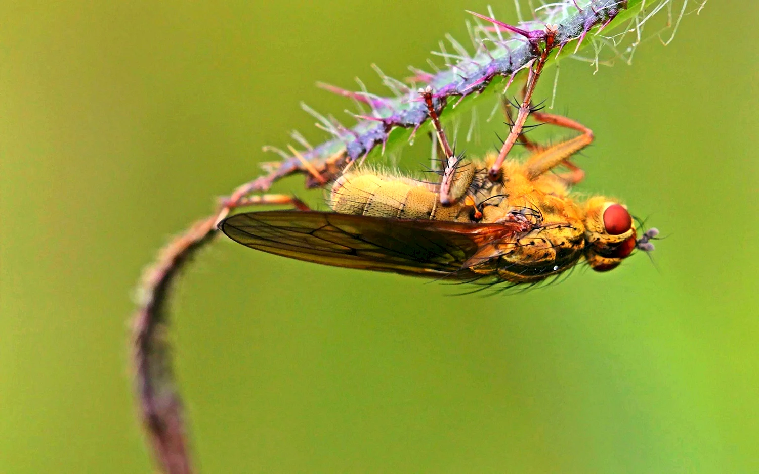 Личинки насекомых отряда двукрылых