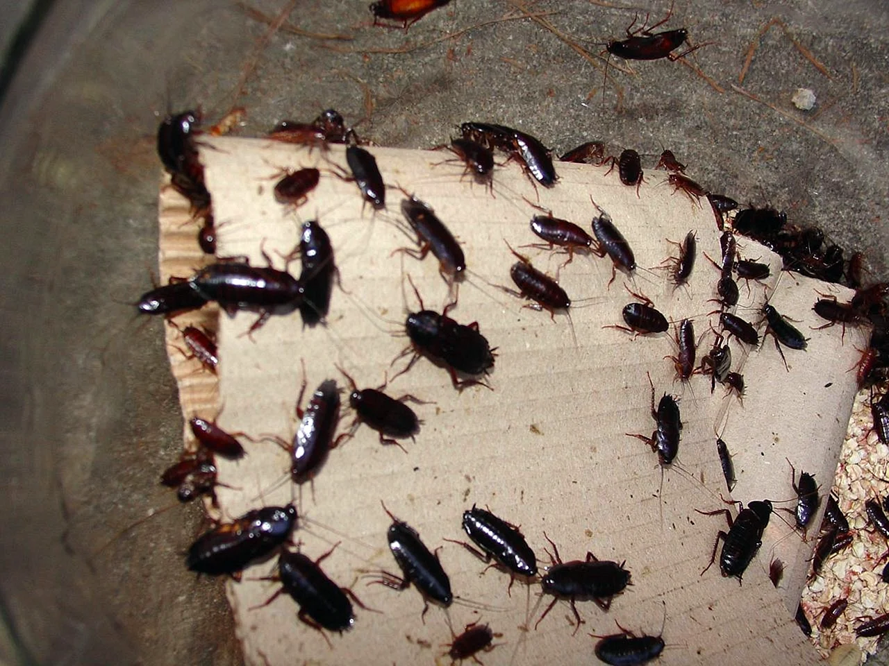Личинки тараканов Прусаков