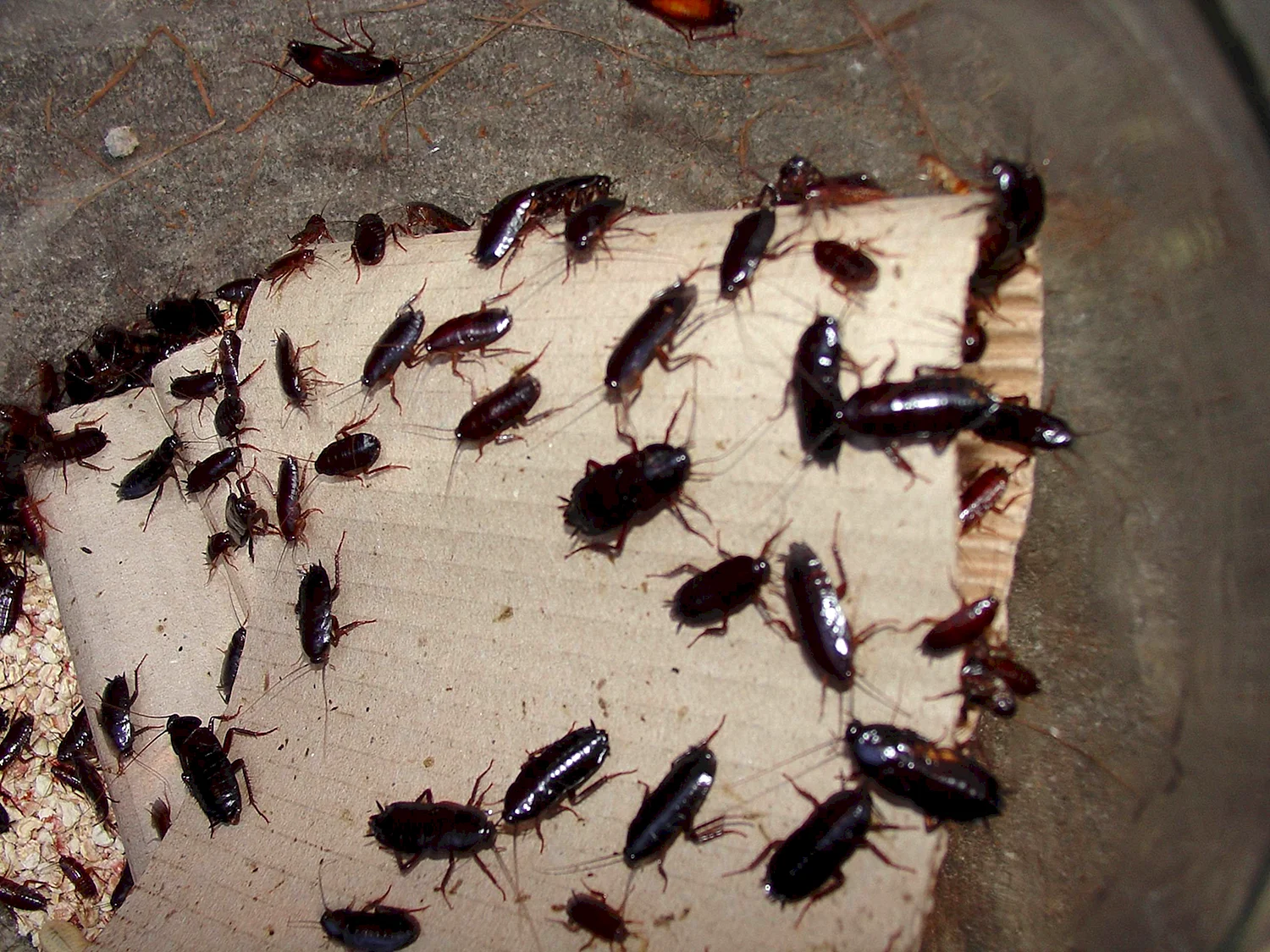 Личинки тараканов Прусаков
