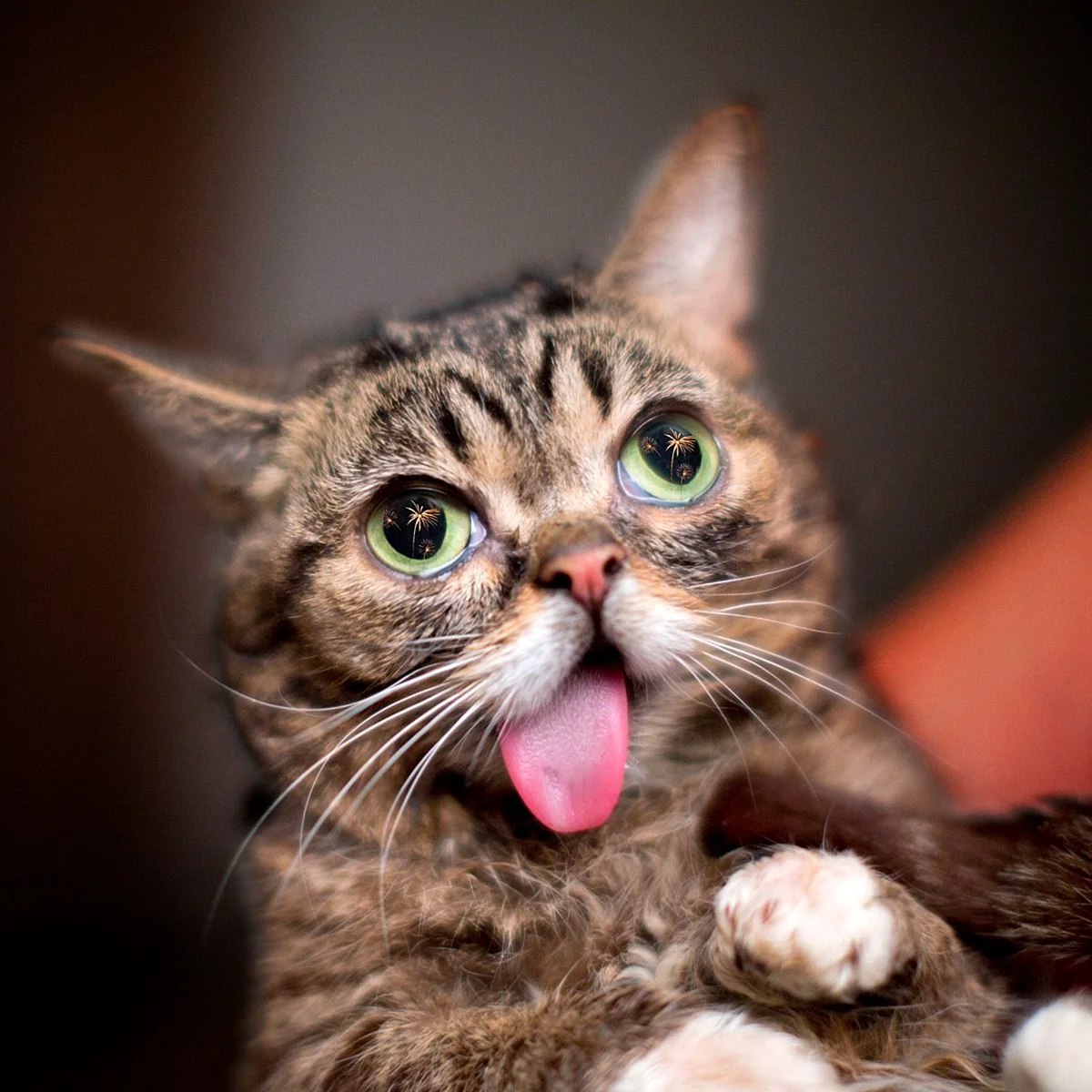Lil Bub кошка