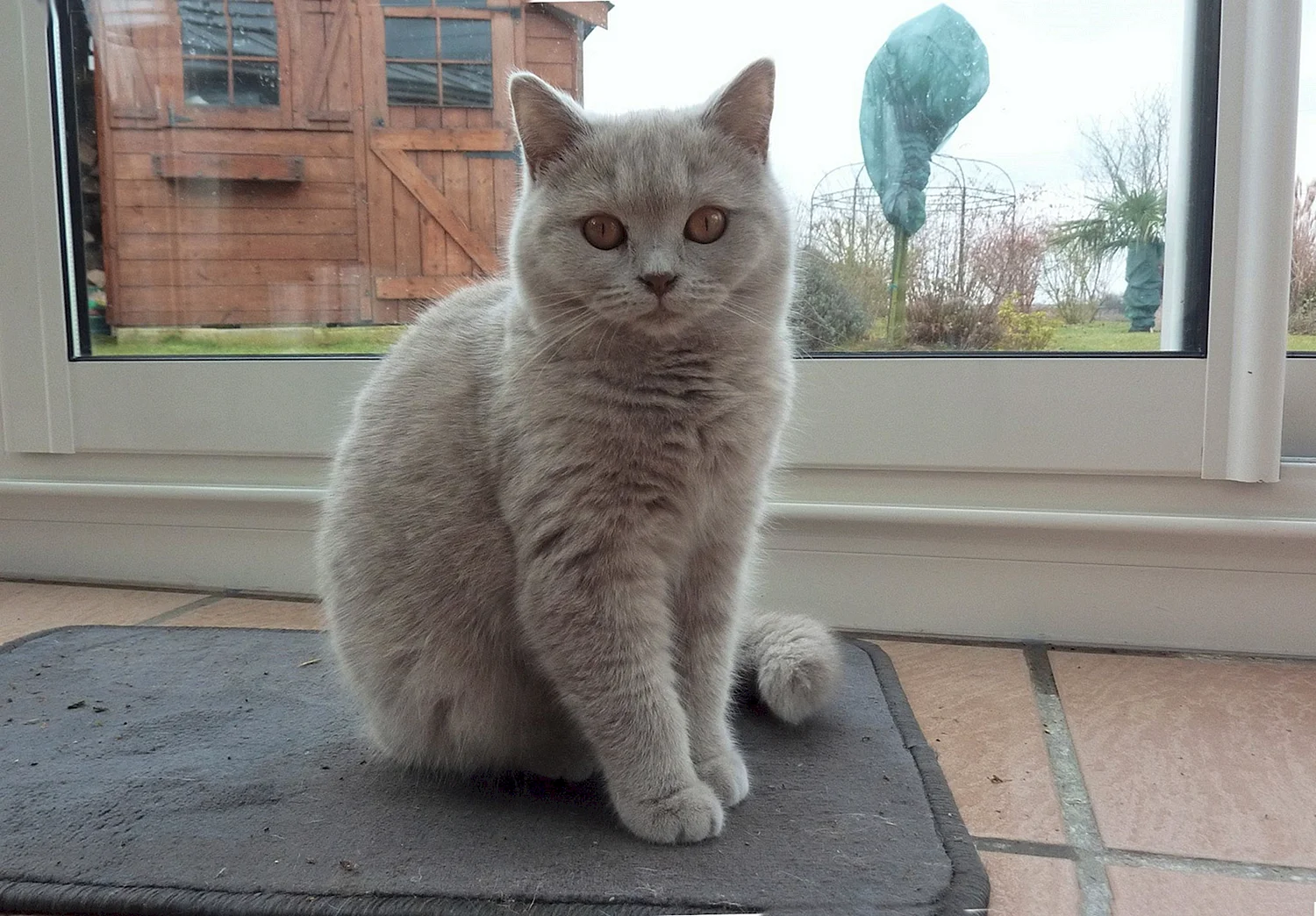 Лиловая кошка британка