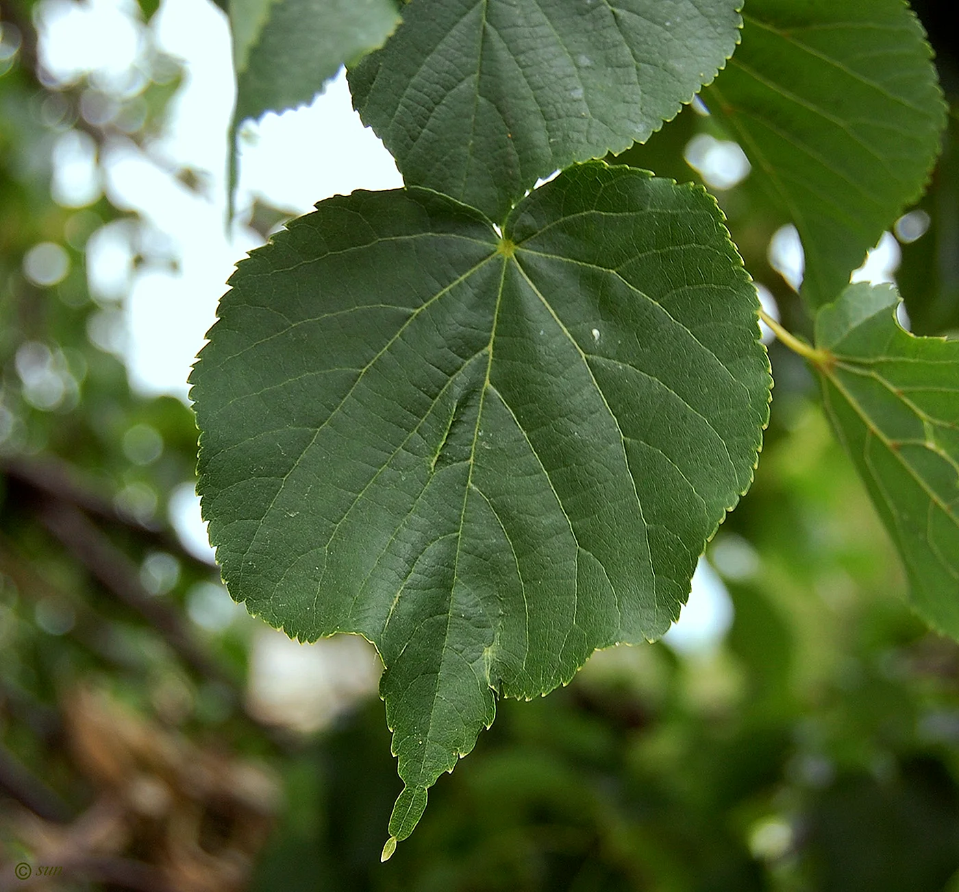 Липа Амурская (Tilia amurensis l.)