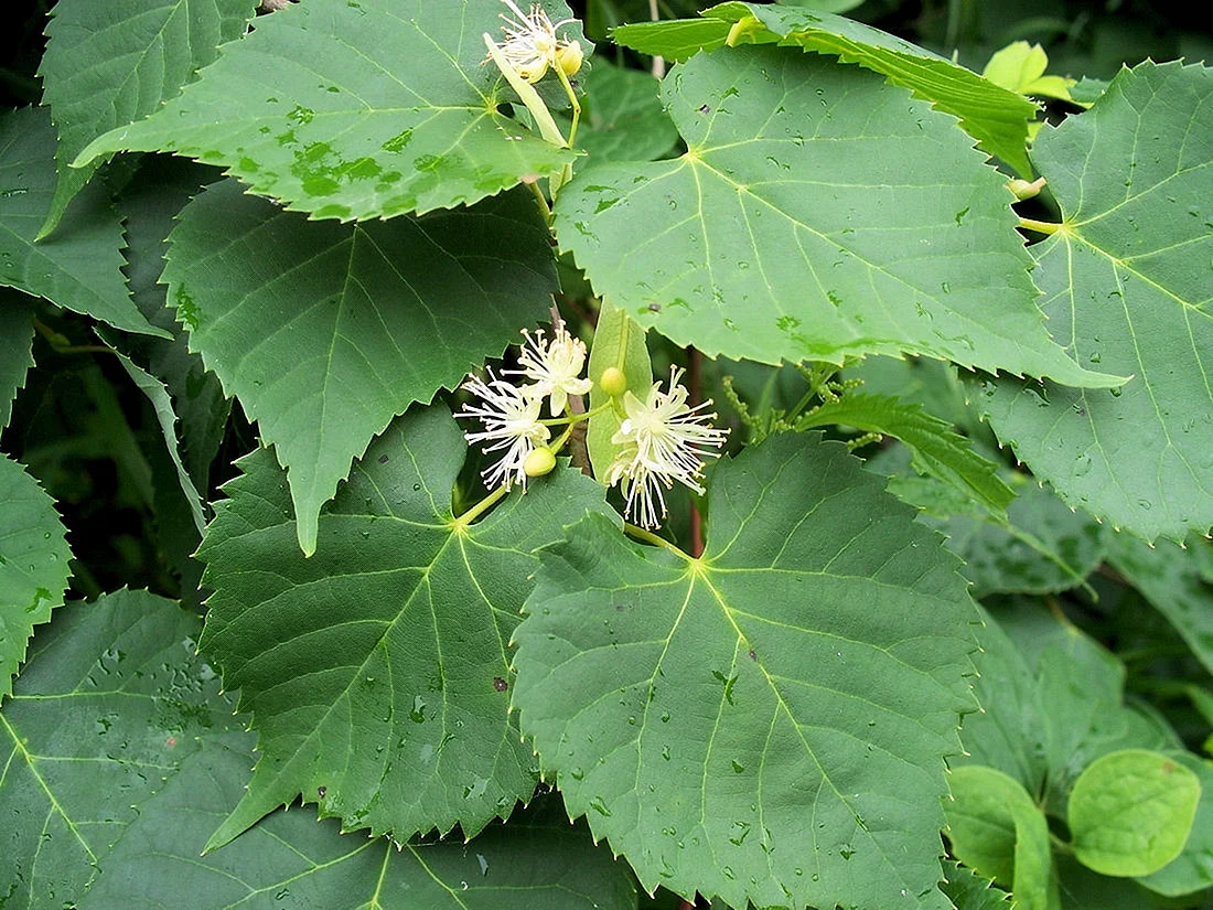 Липа Амурская (Tilia amurensis l.)