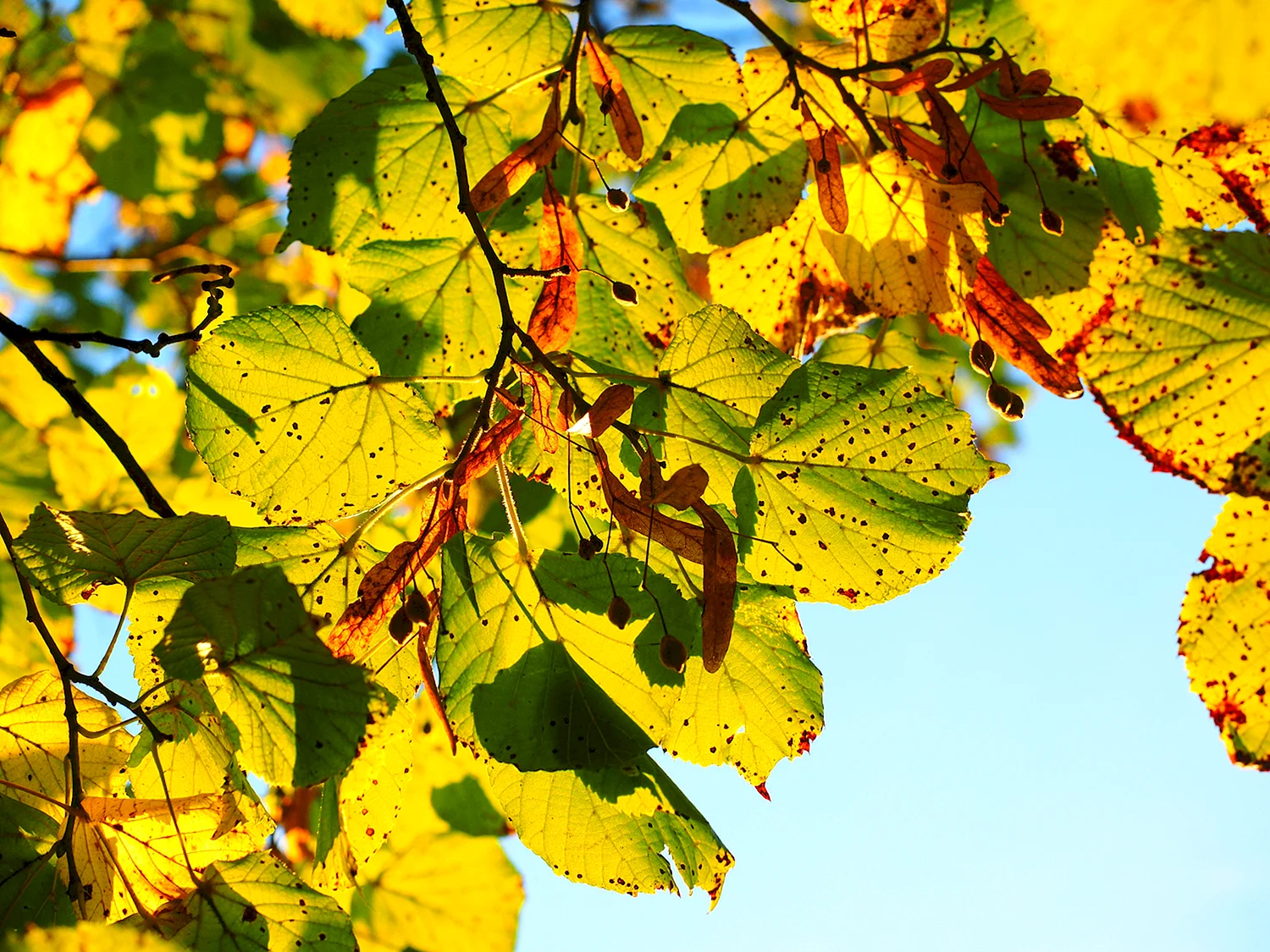 Липа дерево листья осенью