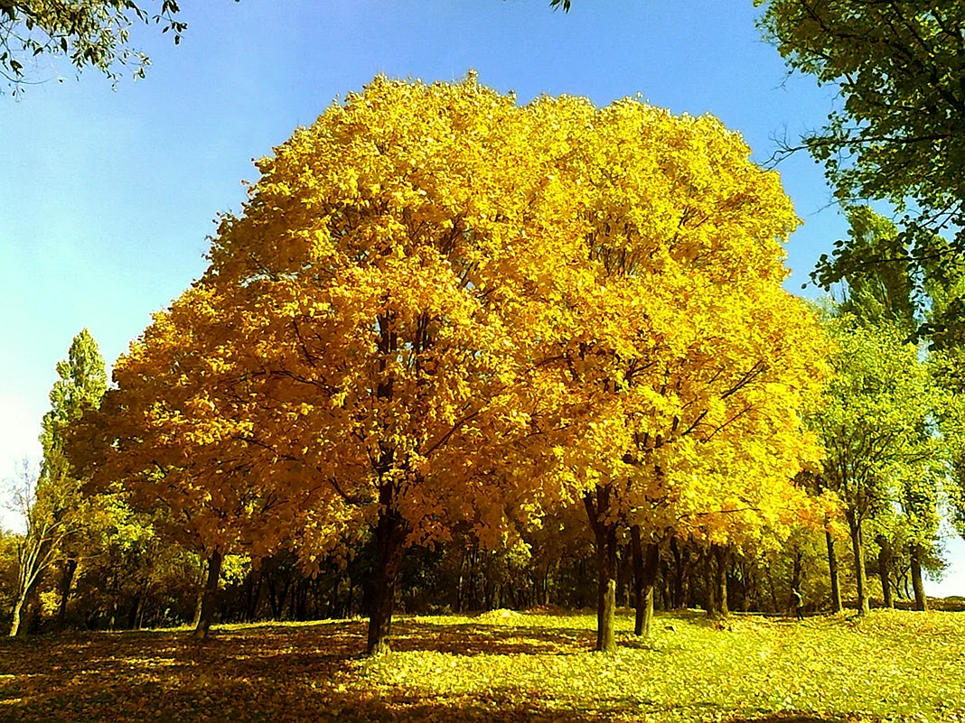 Липа дерево осень