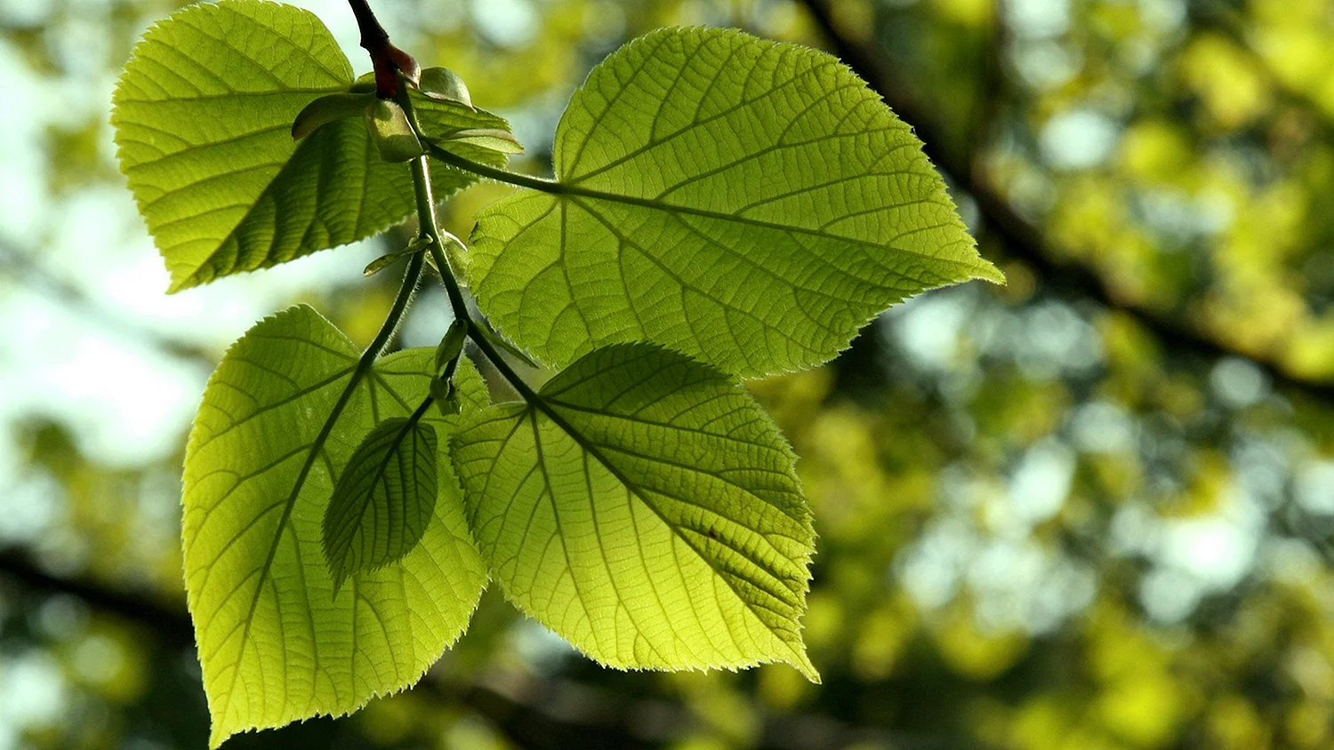 Липа мелколистная лист