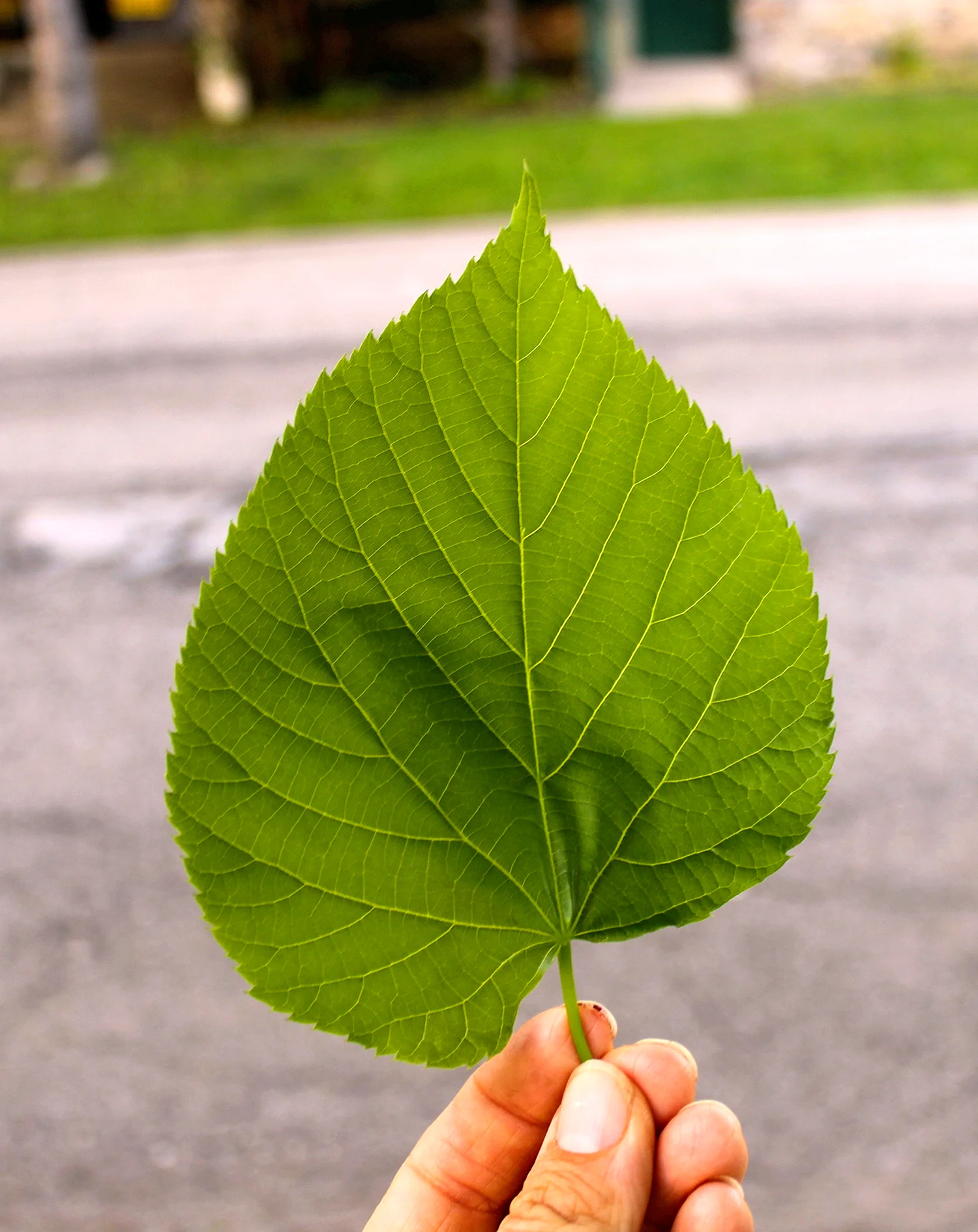 Липа мелколистная лист