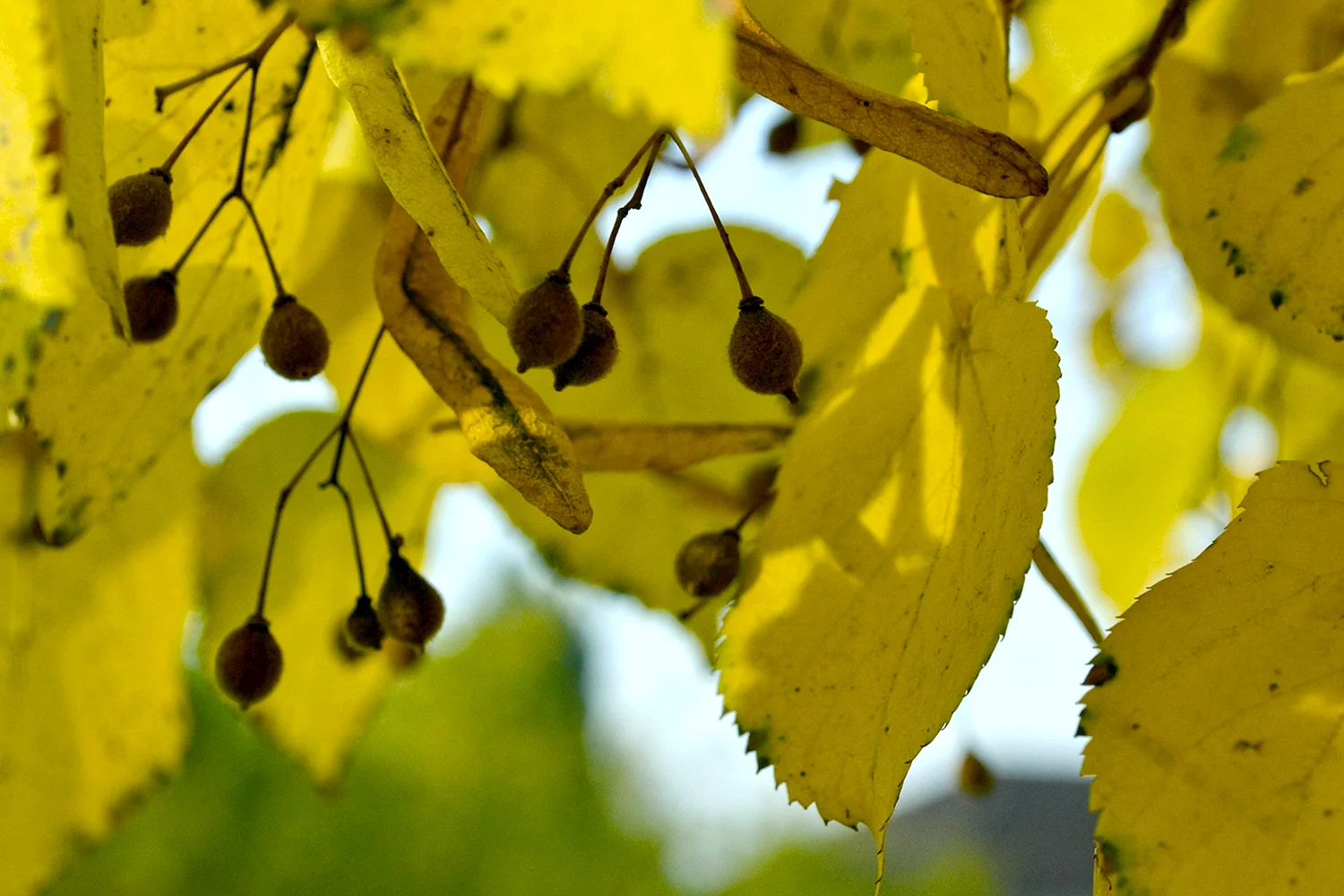 Липа мелколистная осенью листья