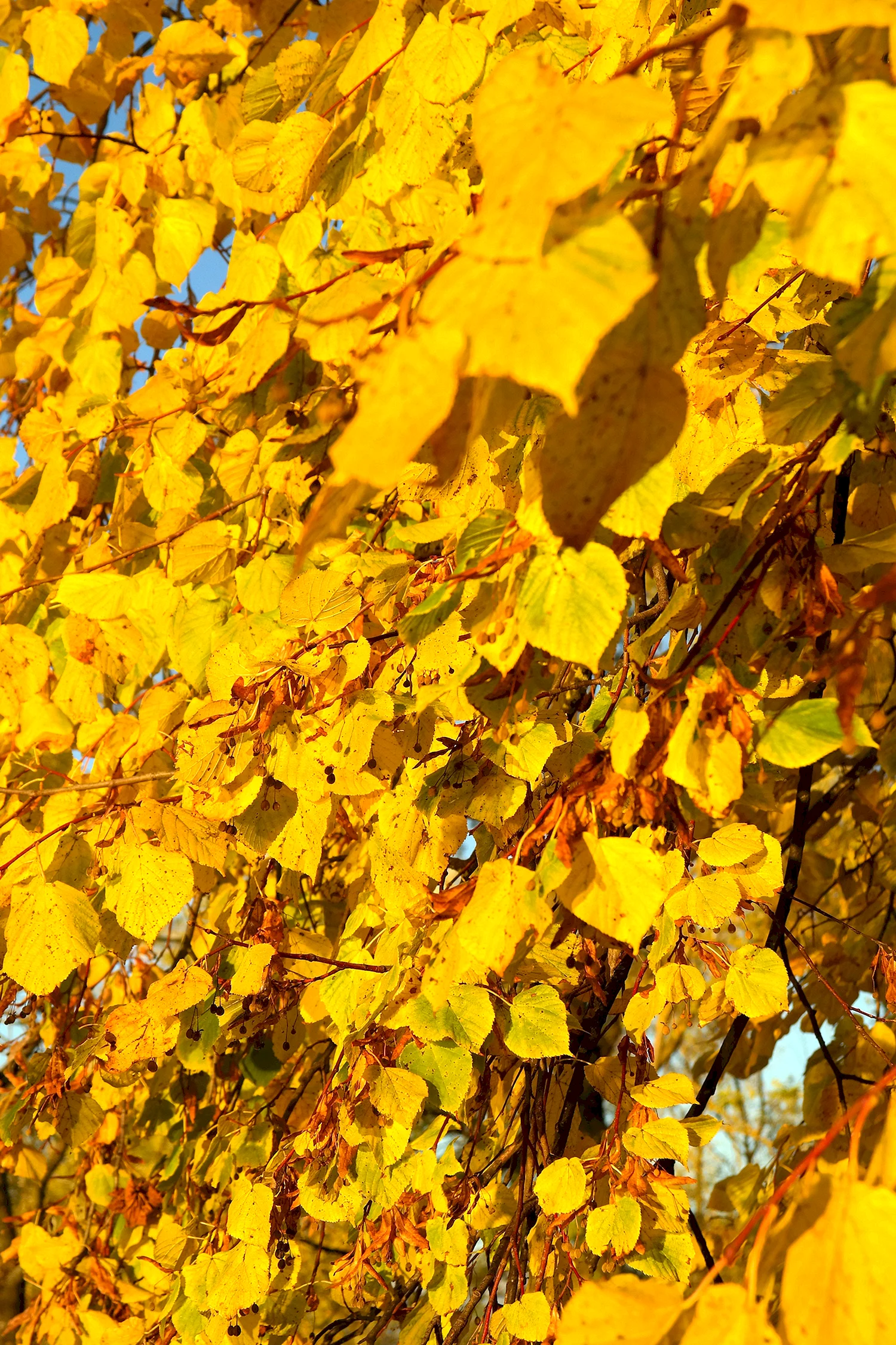 Липа мелколистная осенью листья