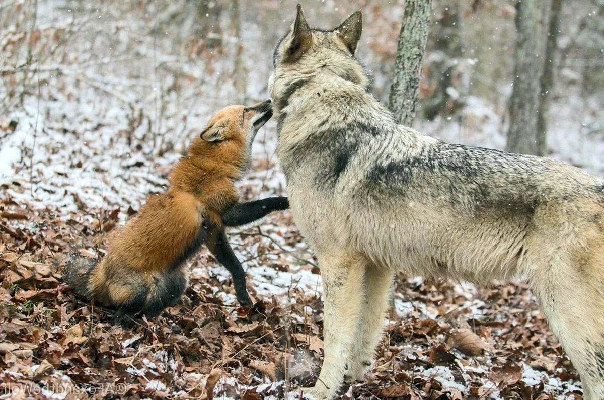 Лиса и волк вместе
