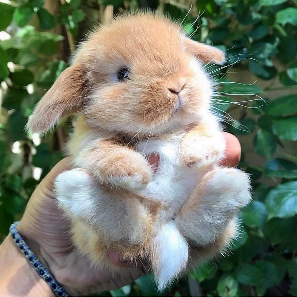 Лисий кролик декоративный
