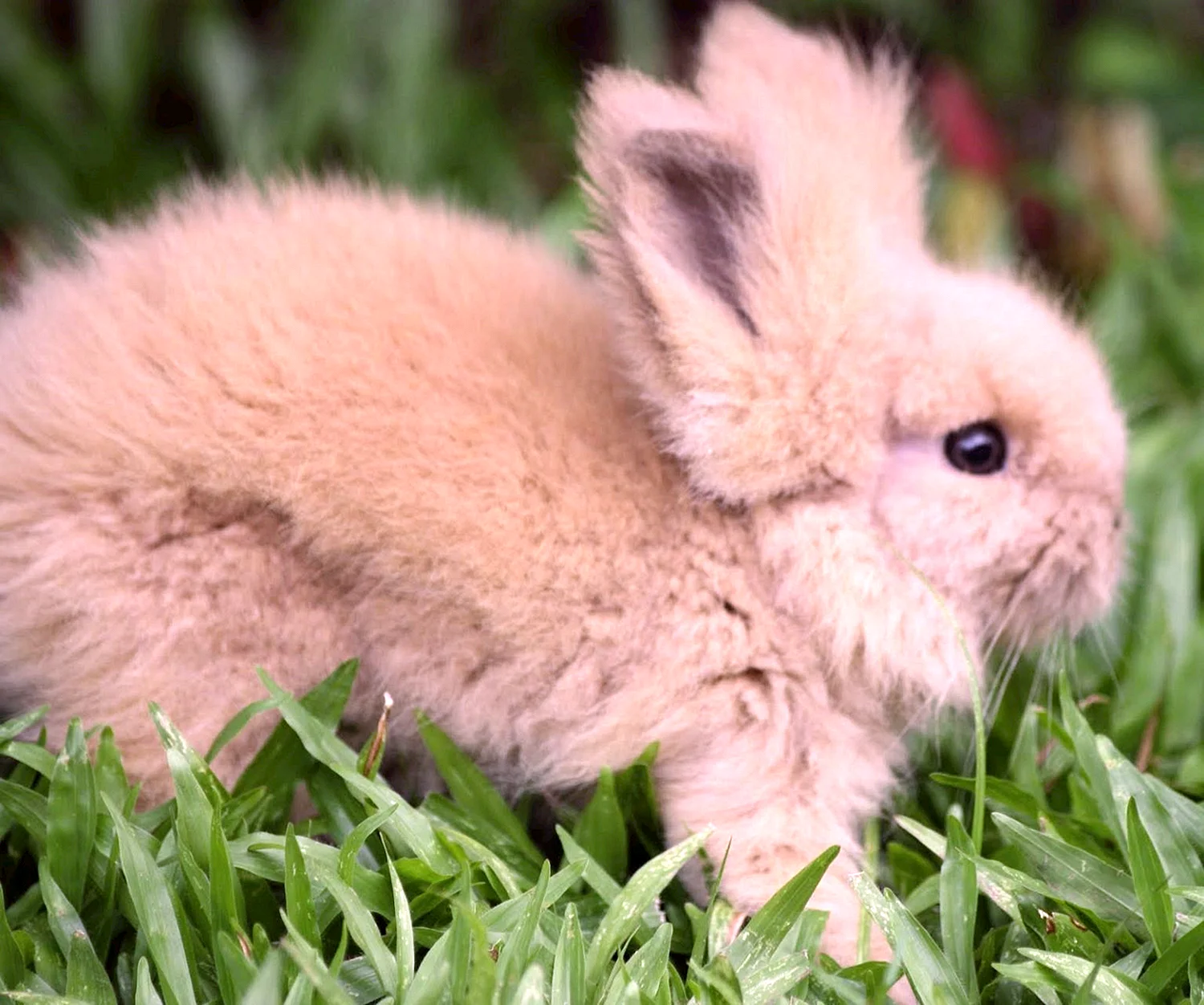 Лисий кролик декоративный