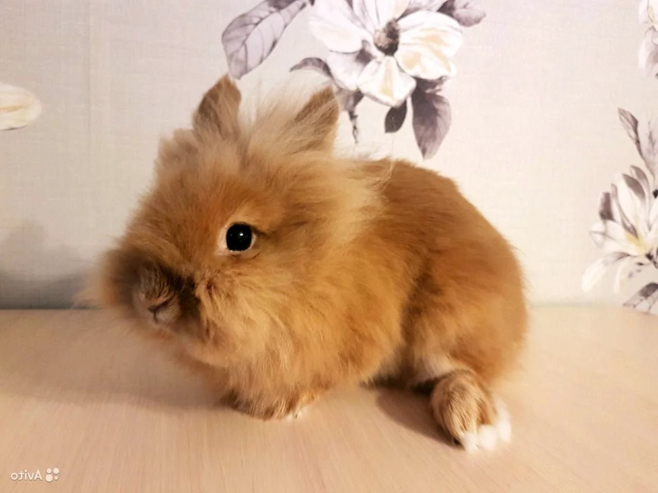 Лисий кролик декоративный карликовый