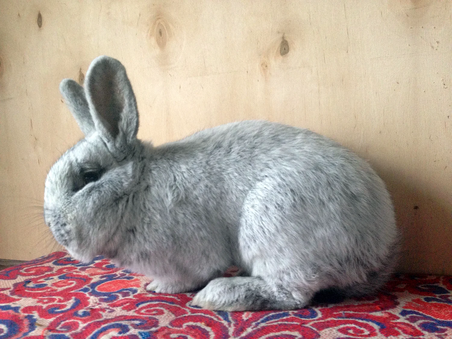 Лисий серебристый кролик