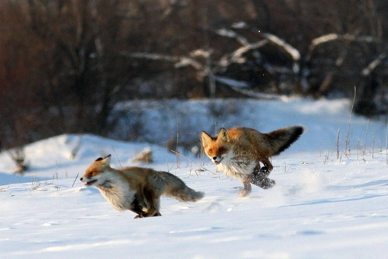 Лисица охотится на зайца