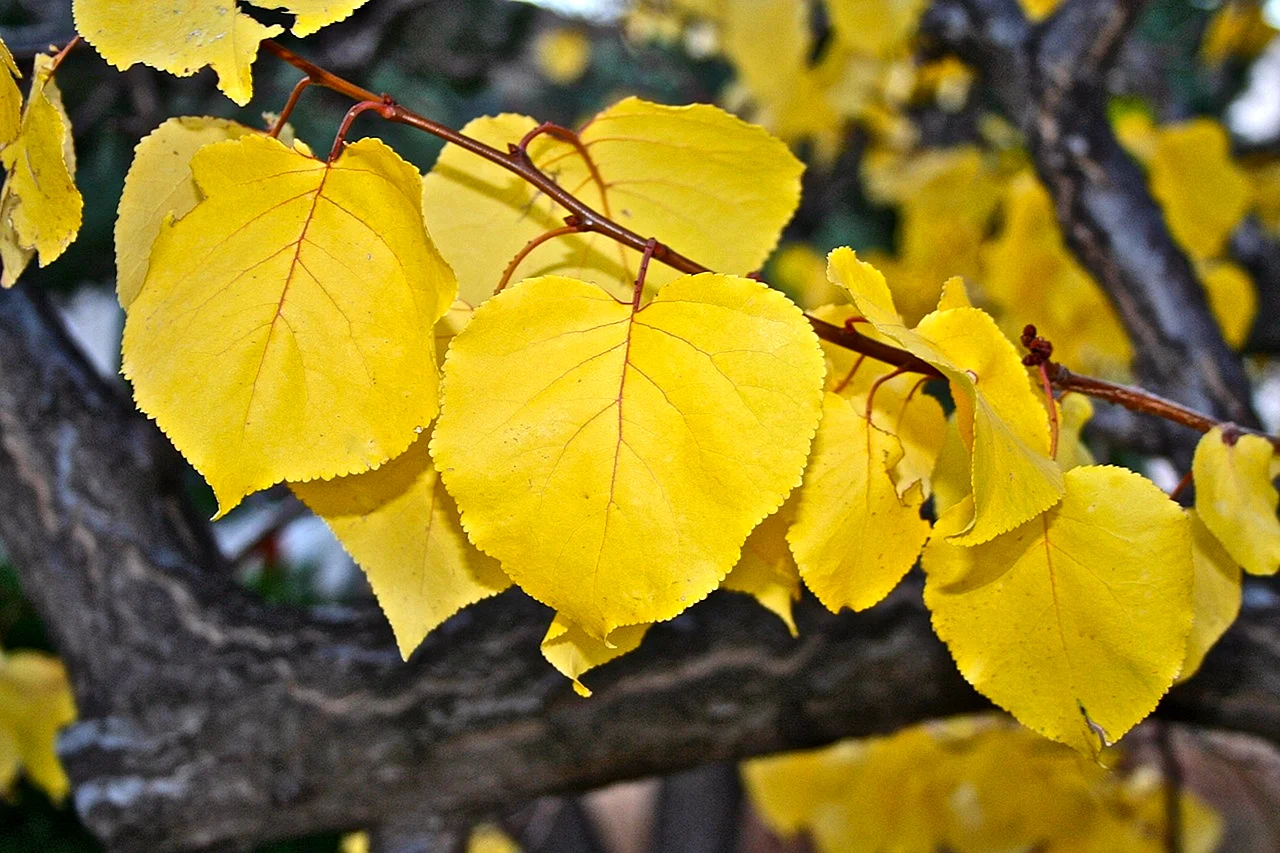 Лист липы осенью