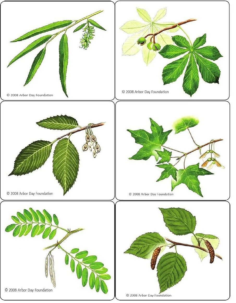 Картинки названия листьев