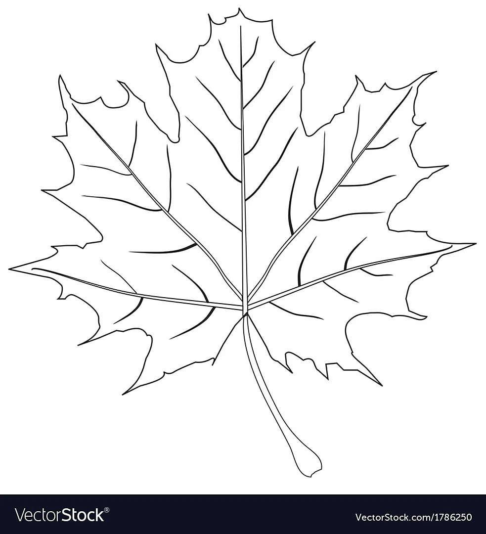 Листья клена эскиз