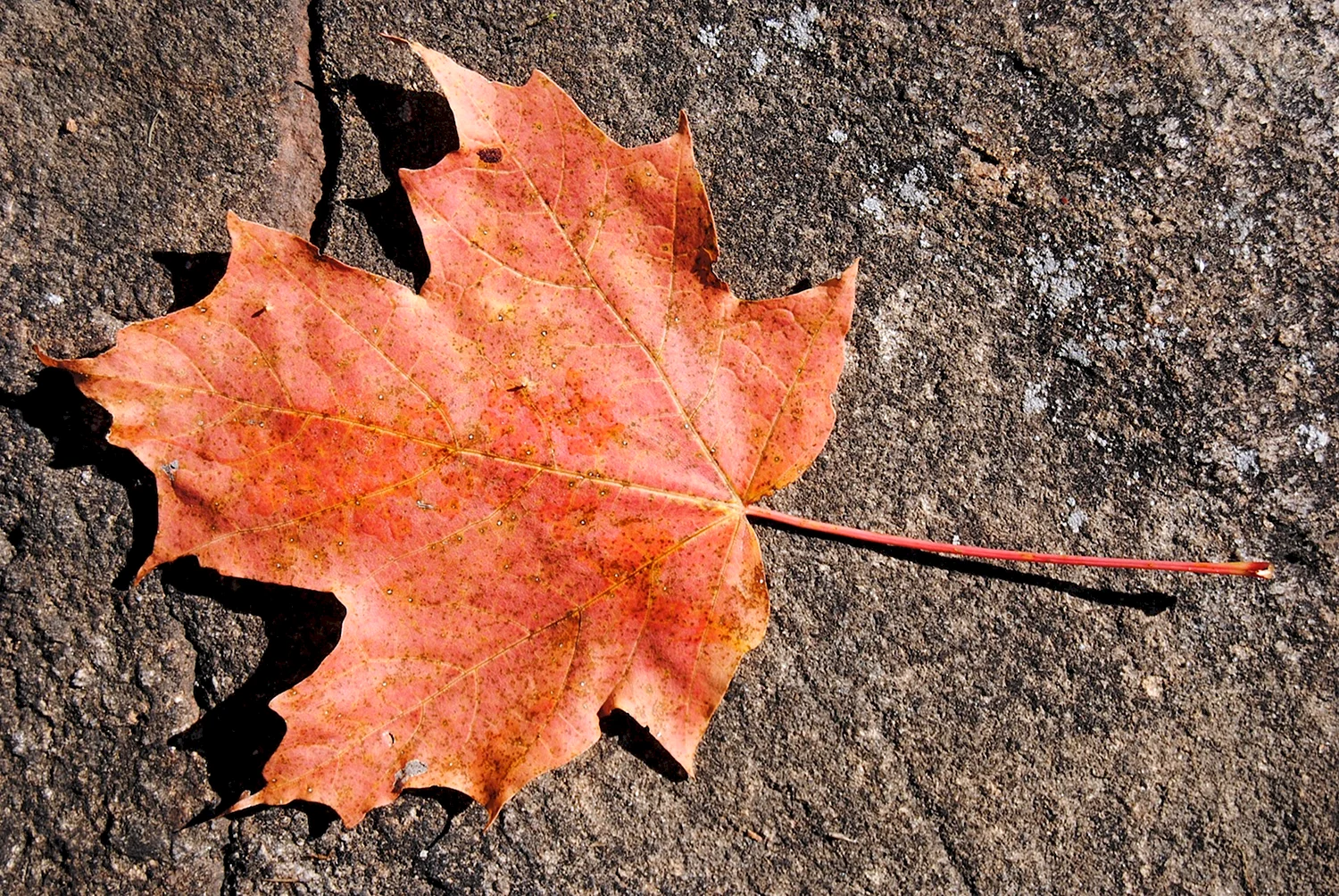 Листья клена на земле