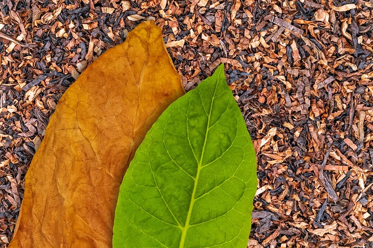 Листья махорки