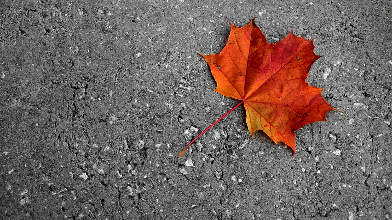 Листья на асфальте осенью