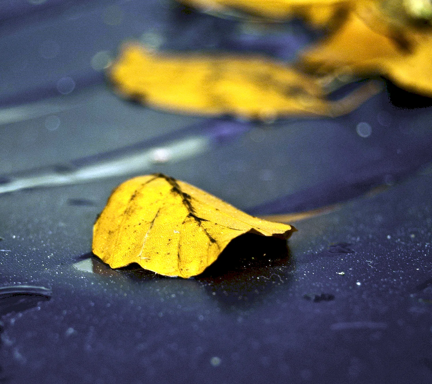 Листья на мокром асфальте