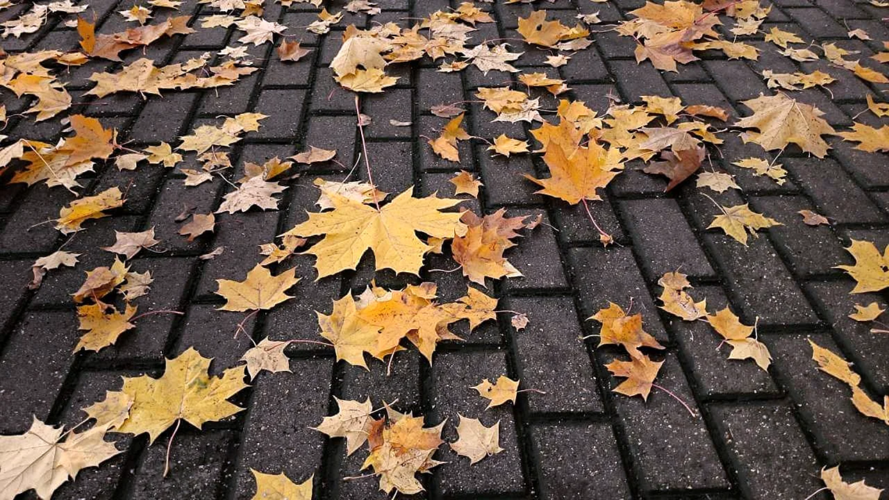Листья на тротуаре