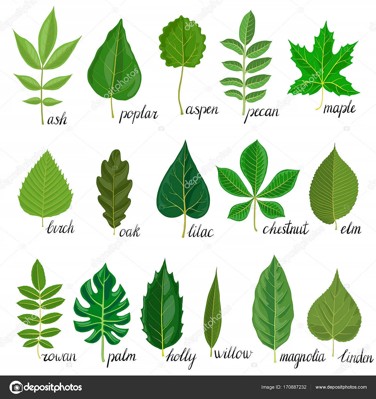 Листья различных деревьев