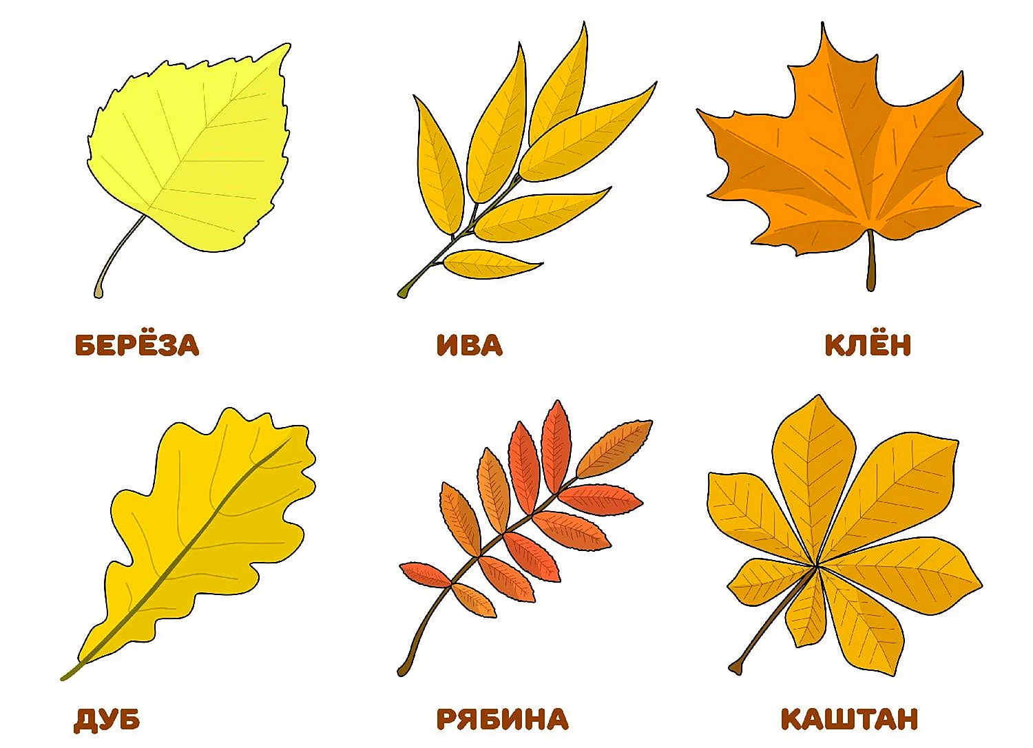 Листья разных деревьев