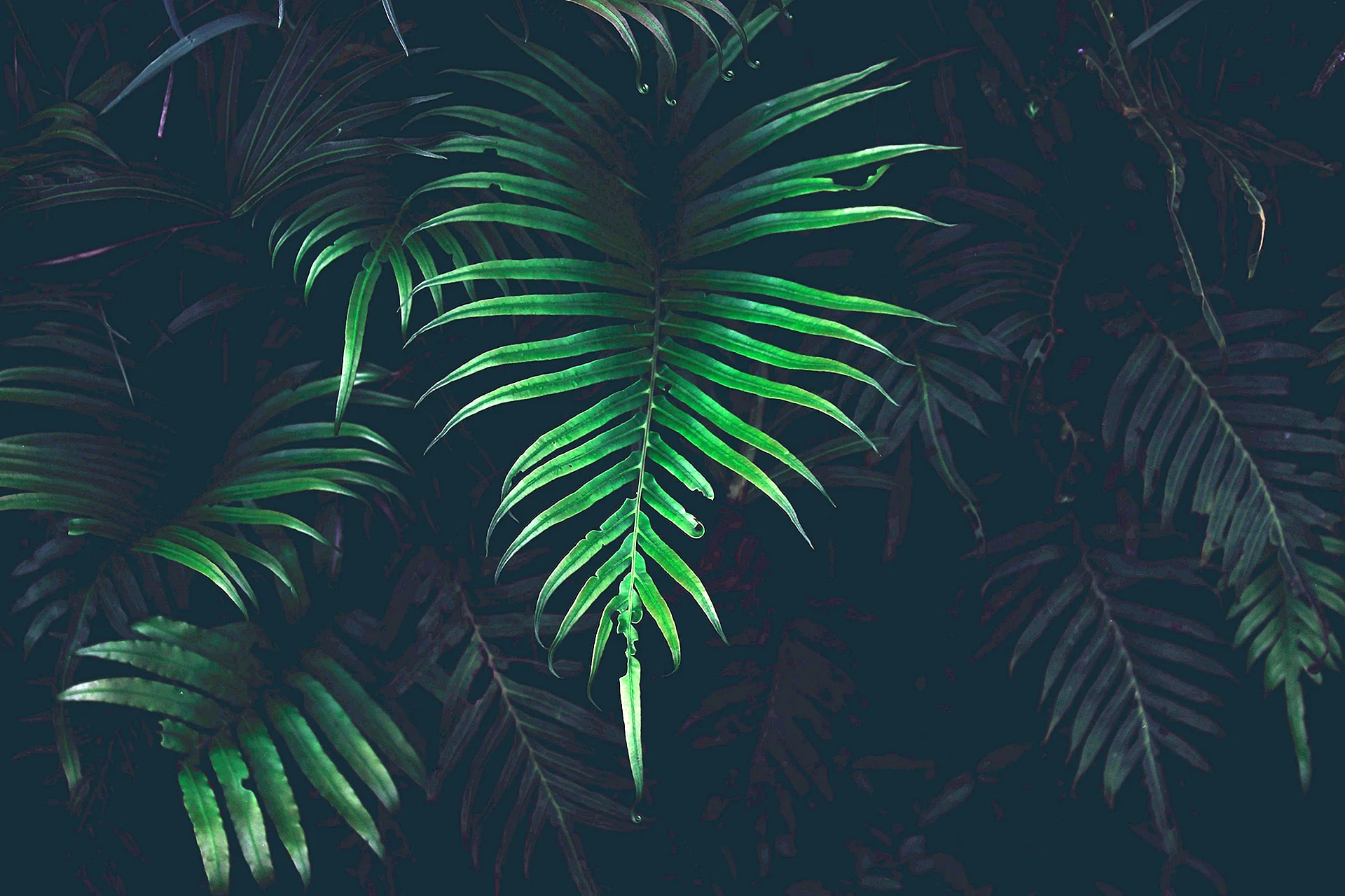 Листья тропические папоротника