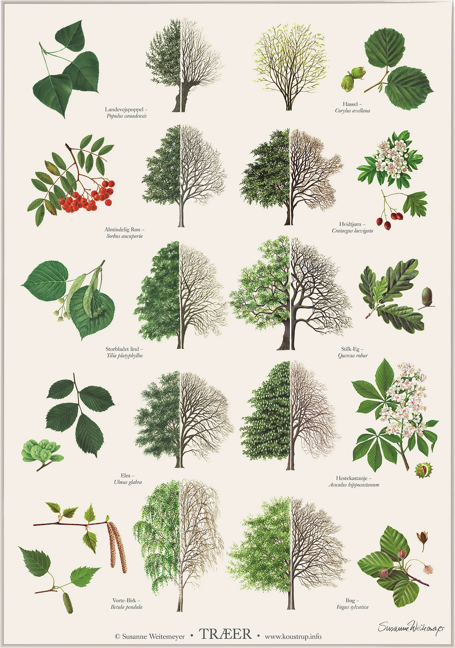 виды листьев деревьев фото с названиями