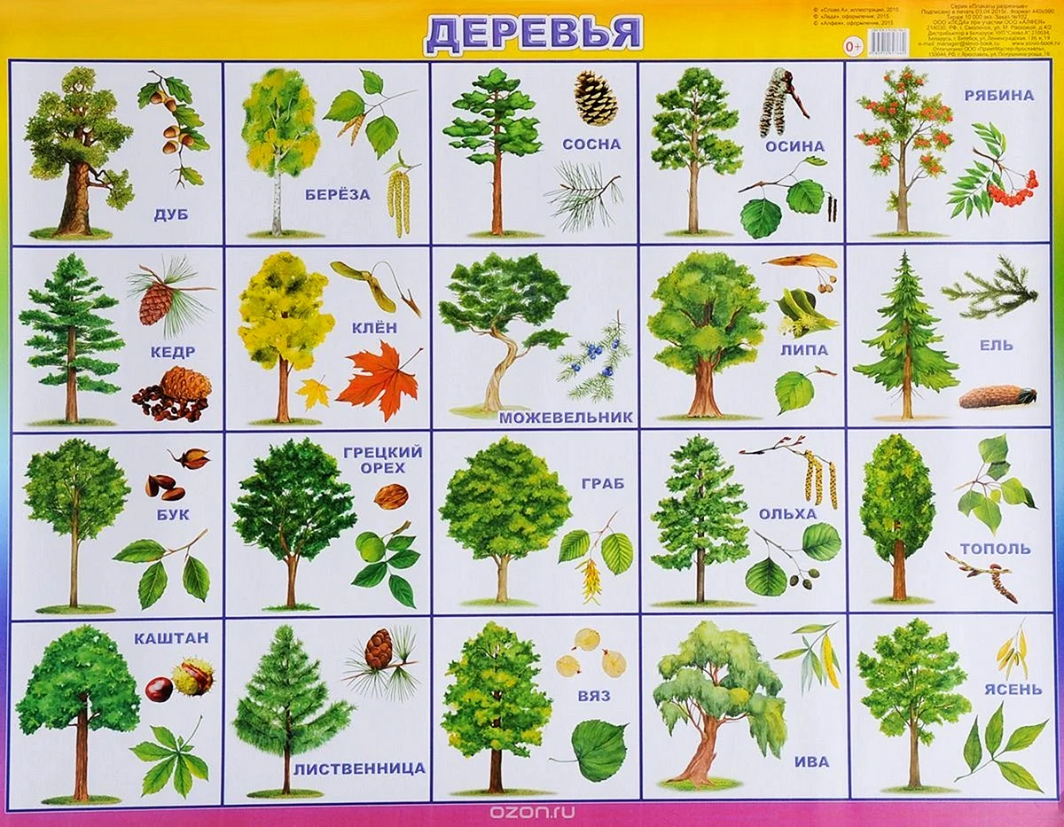 Лиственные деревья Урала