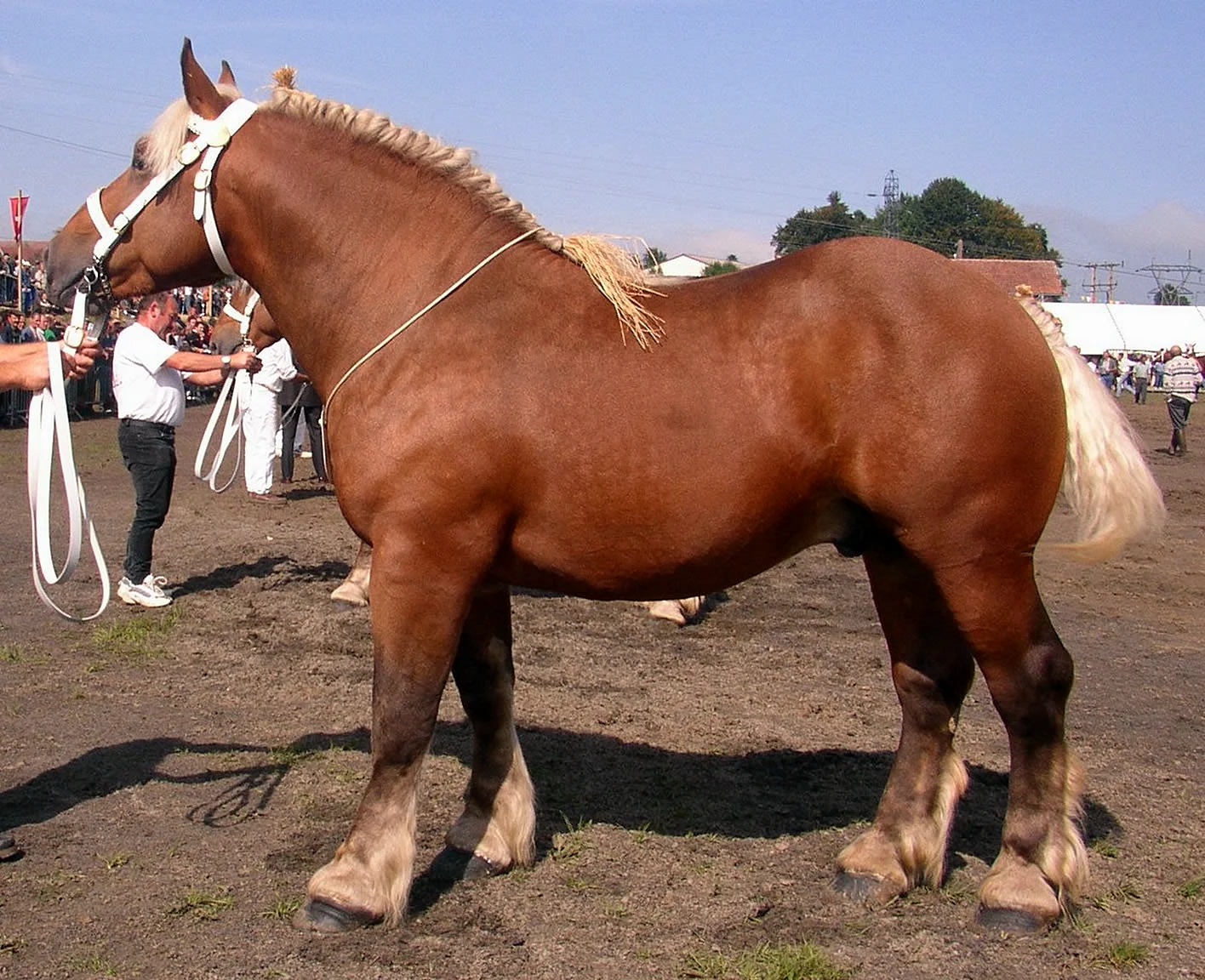 Литовская тяжелоупряжная порода лошадей