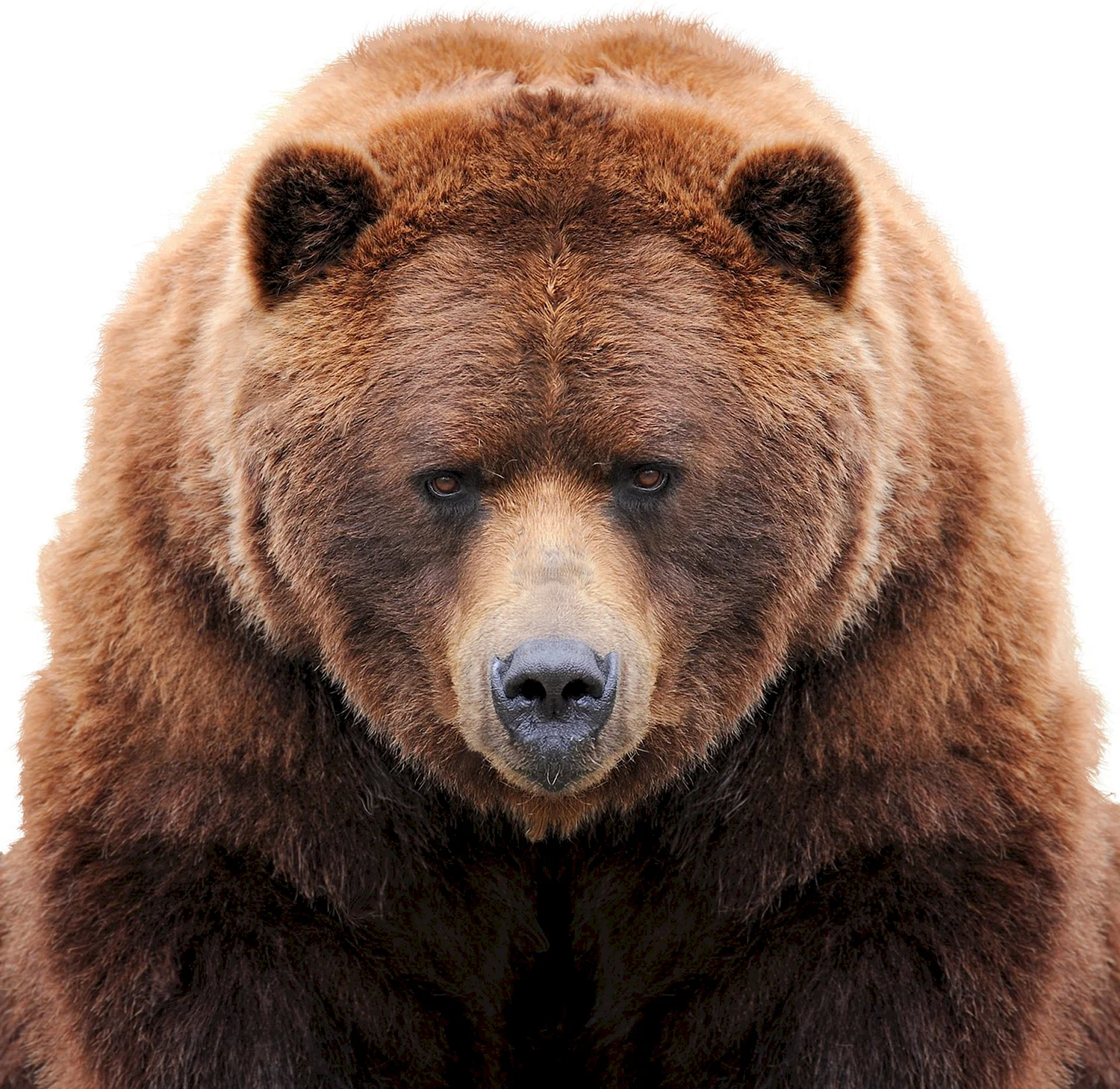 Лицо медведя