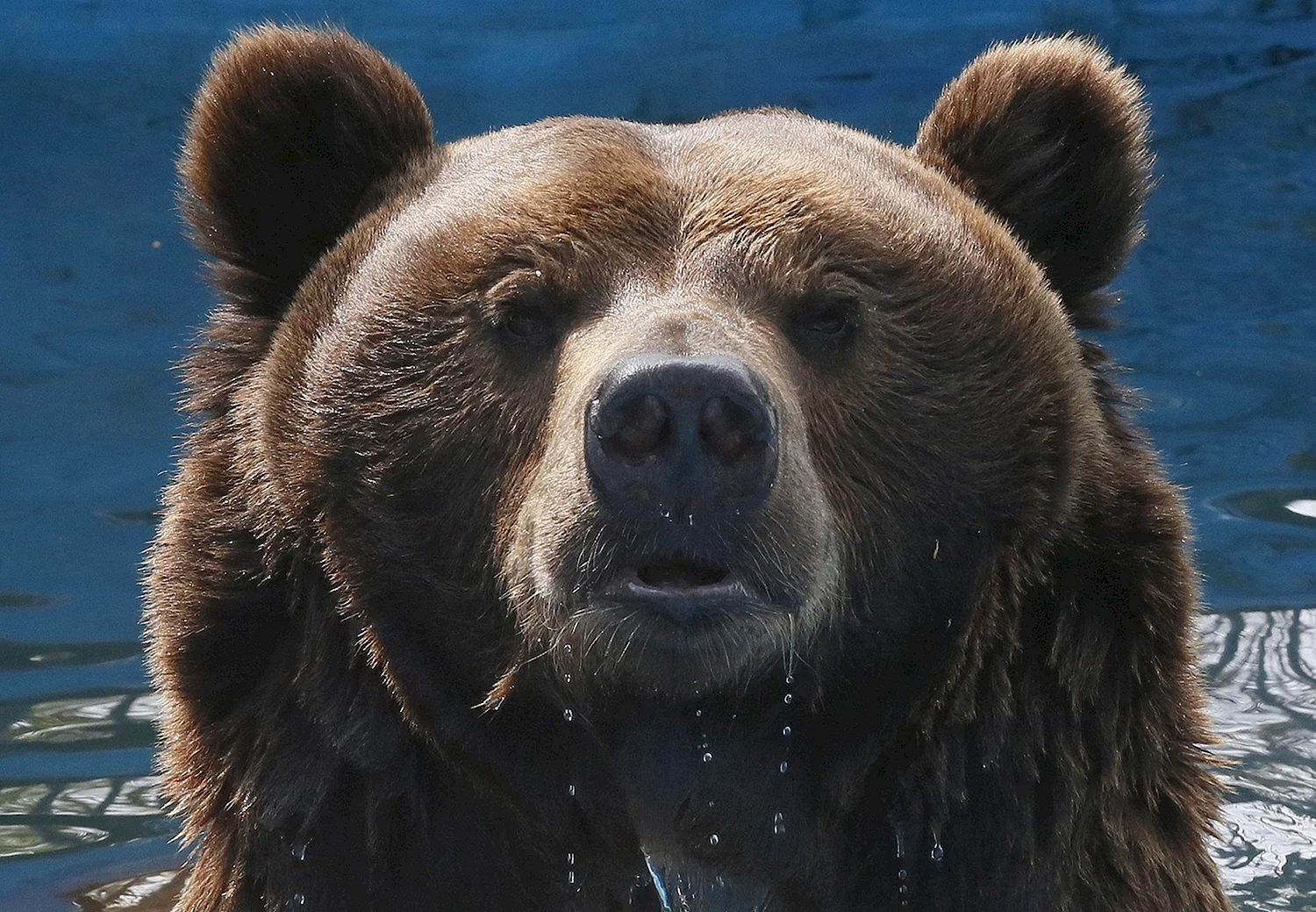 Лицо медведя