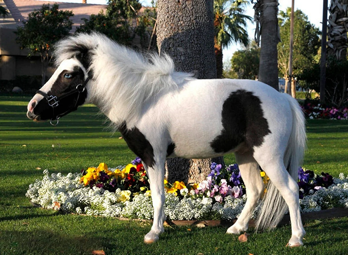 Литтл Пампкин лошадь