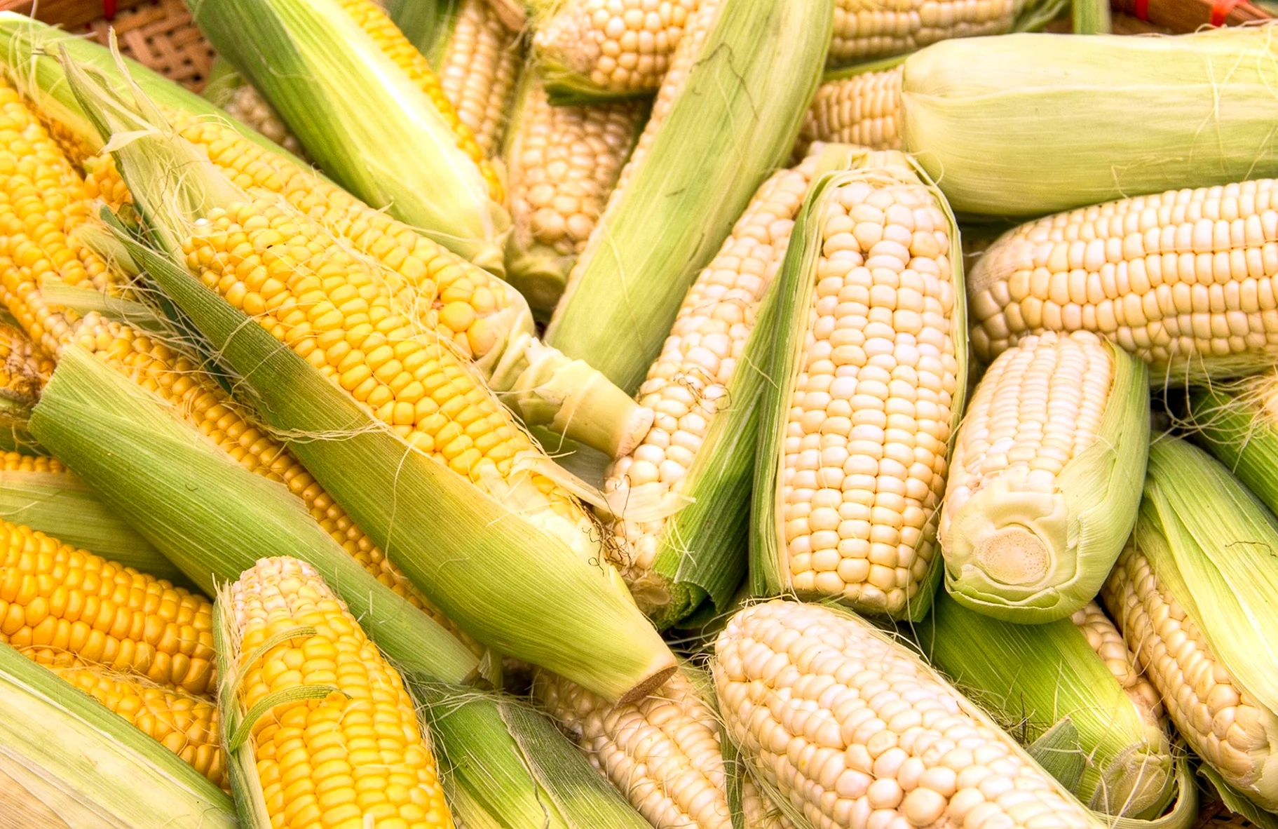 Литтл Ван початки кукурузы