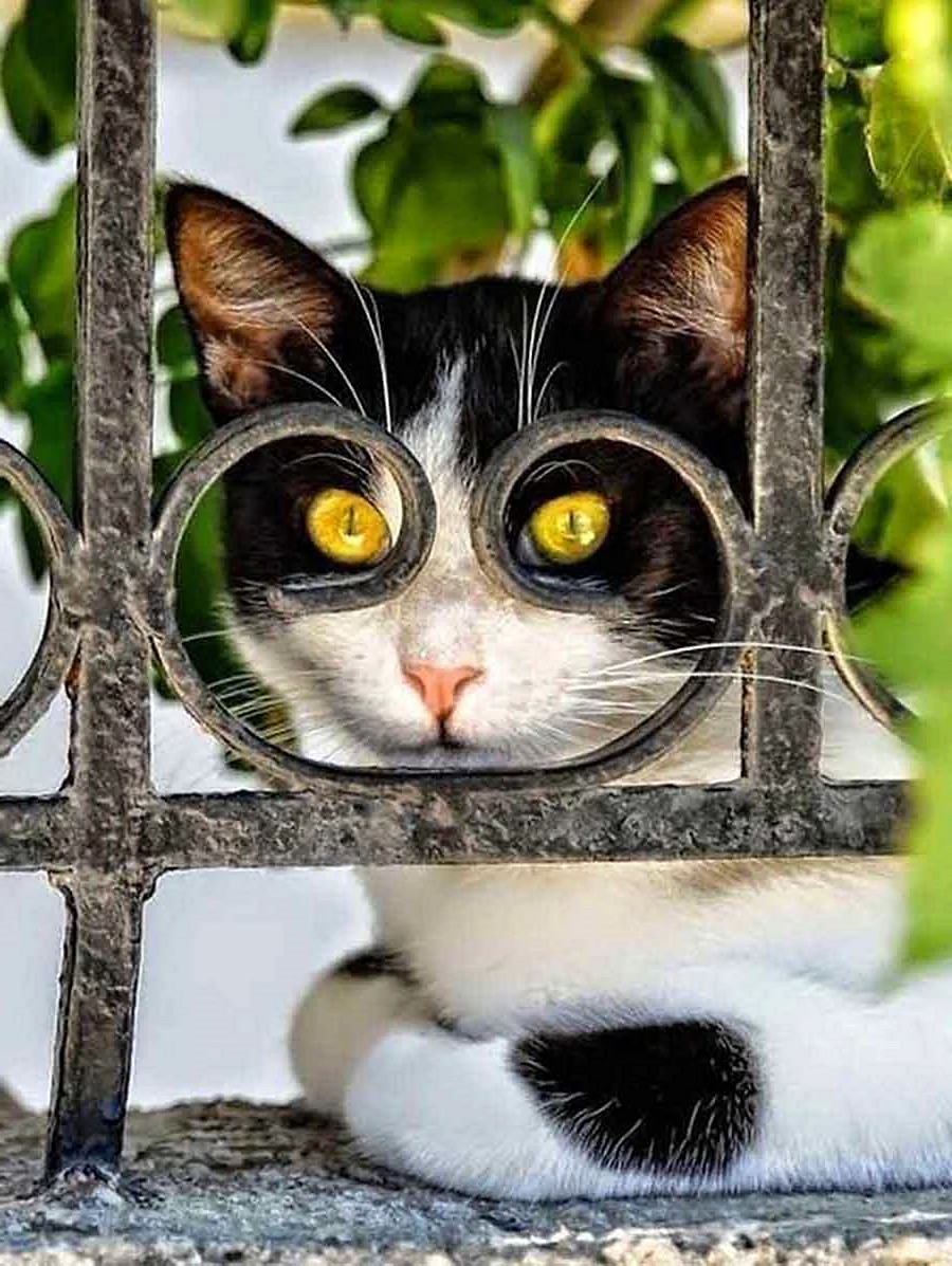 Любопытная кошка