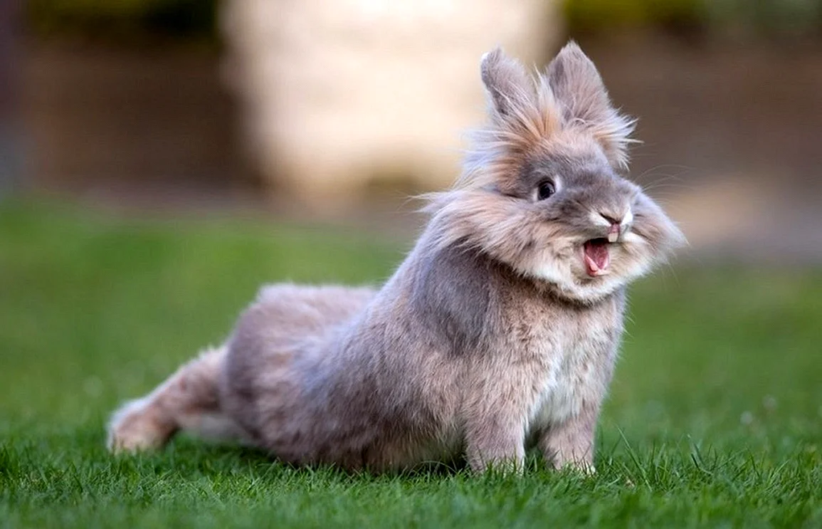 Любопытный кролик