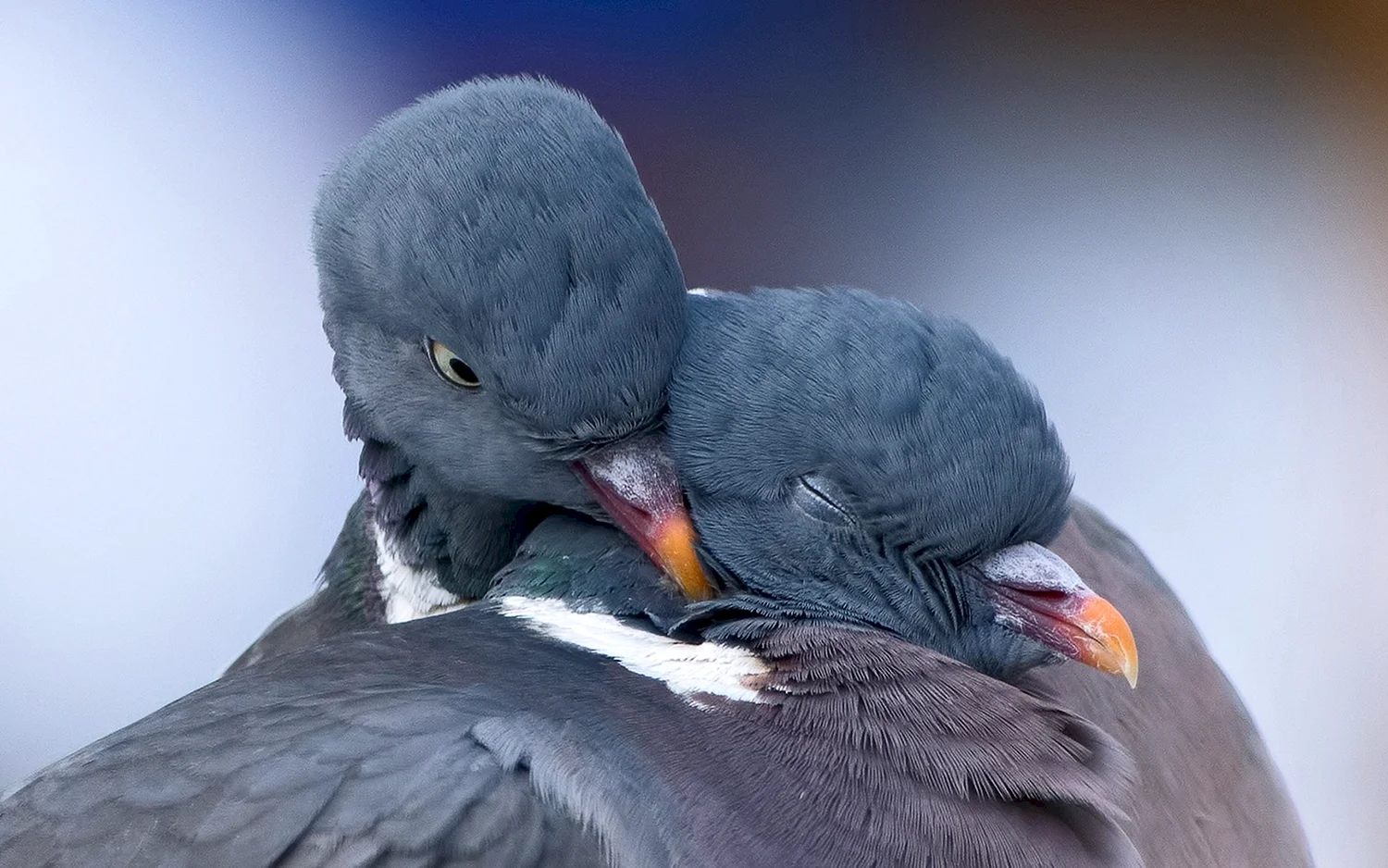 Любовь и голуби